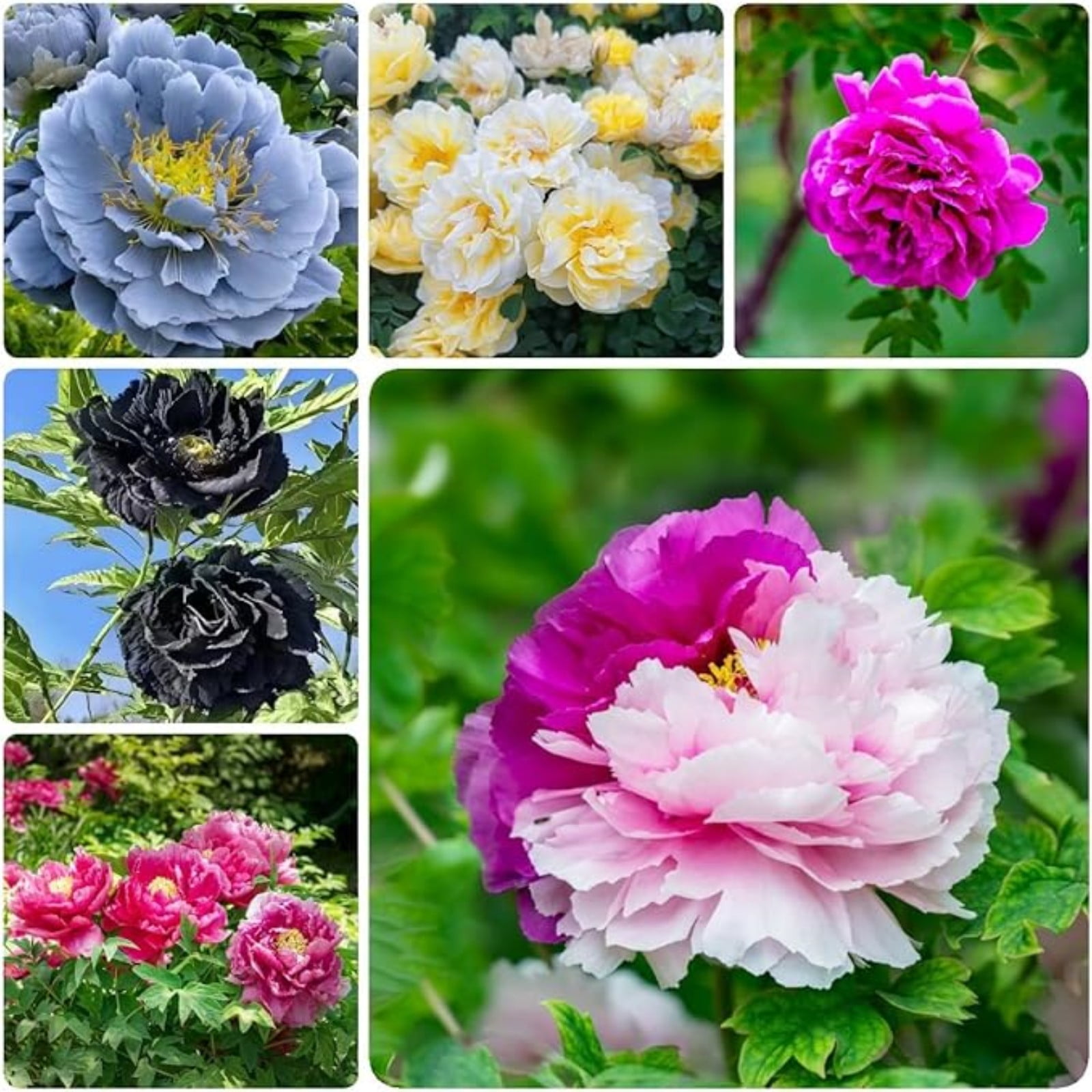 Peony Bulbs For Planting,Peony Plants For Garden Ready To Plant,Peony ...