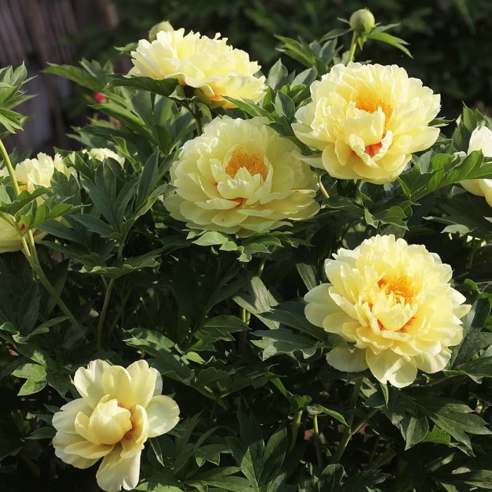 Peony Bulbs For Planting,Peony Plants For Garden Ready To Plant,Peony