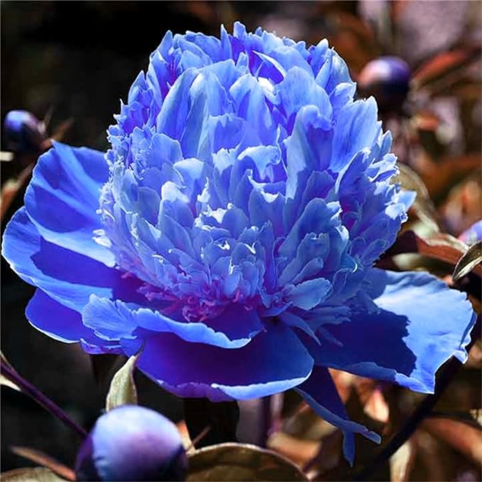Peony Bulbs For Planting,Peony Plants For Garden Ready To Plant,Peony