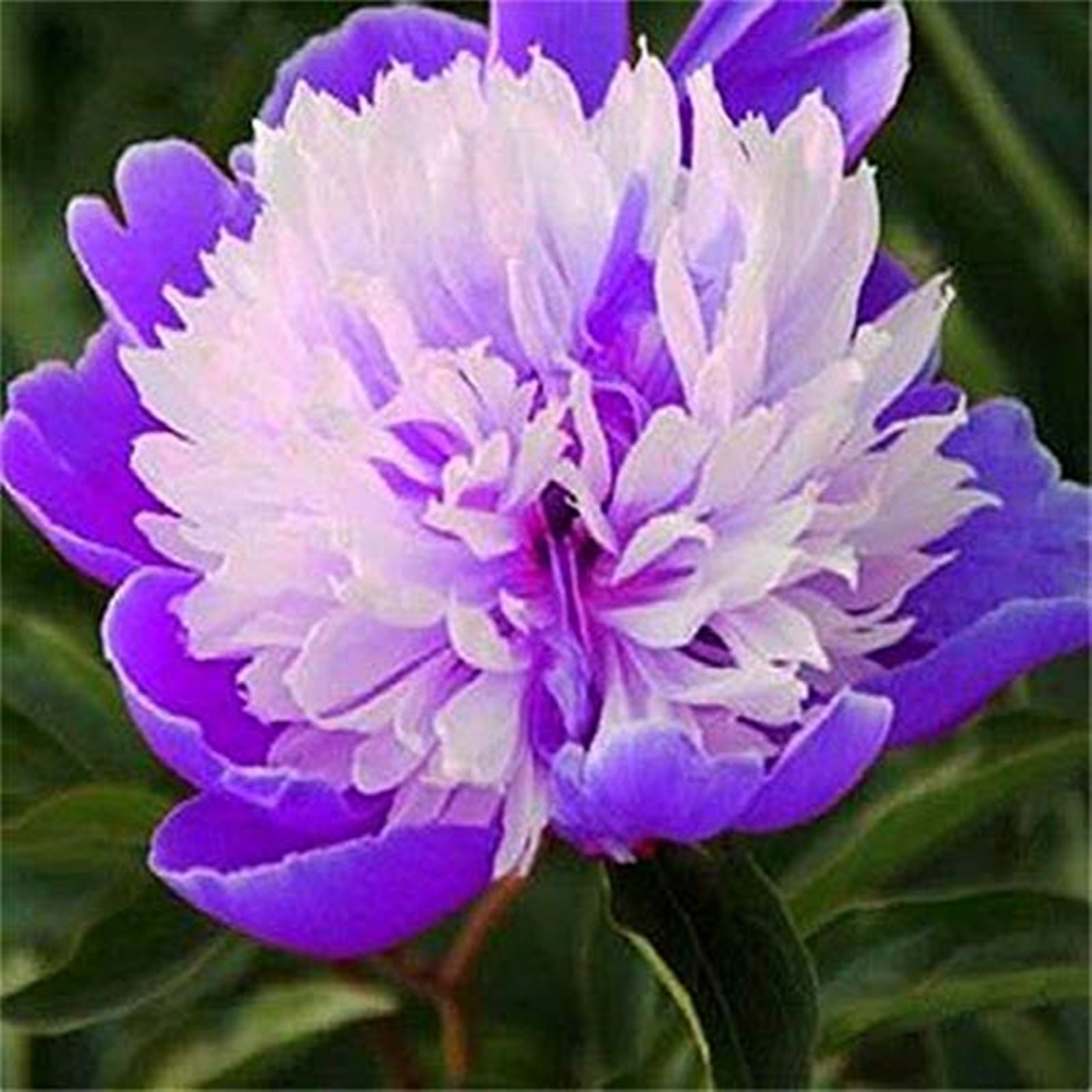 Peony Bulbs For Planting,Peony Plants For Garden Ready To Plant,Peony