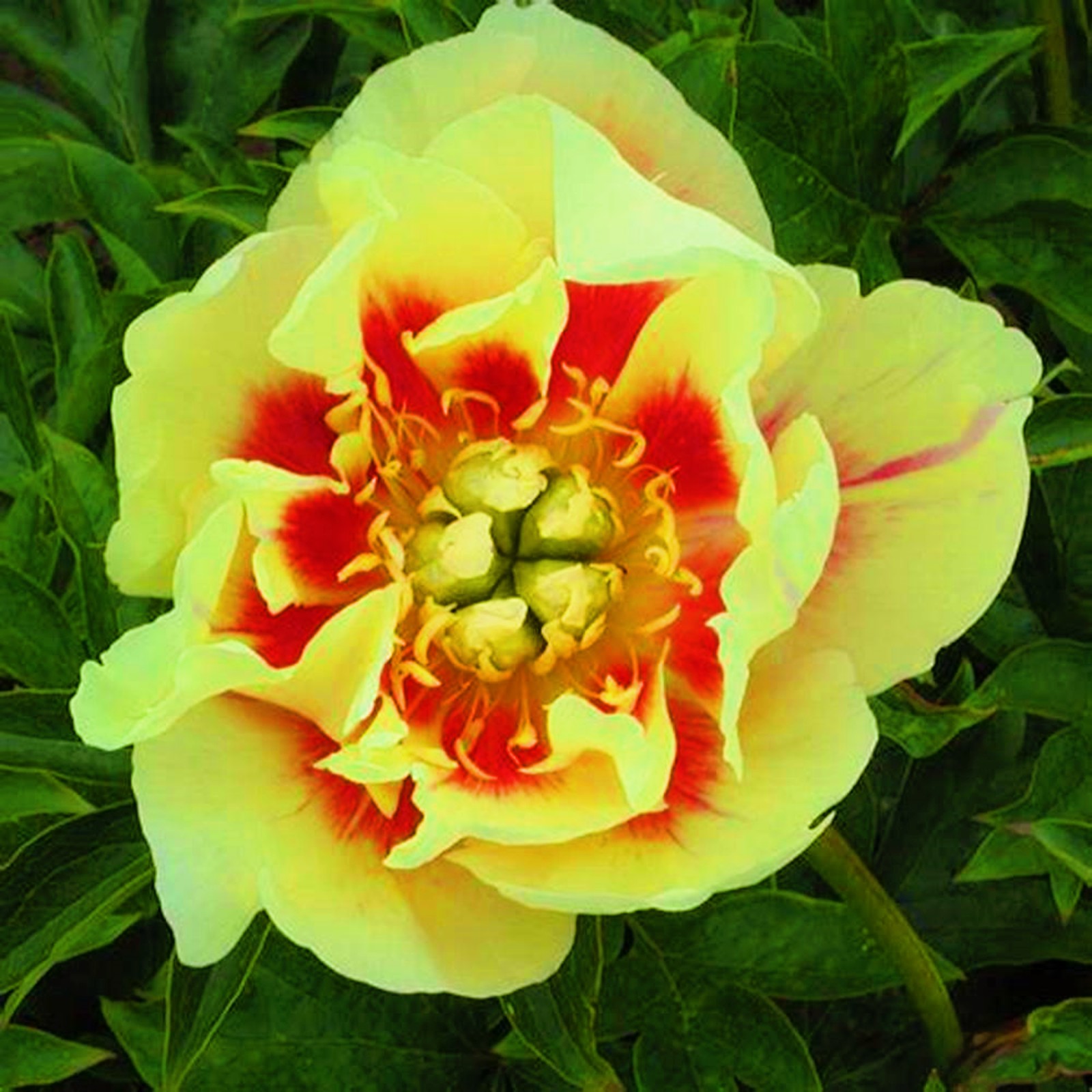 Peony Bulbs For Sale Peony Plants Peony Bulbs Peony Bulbs For Planting