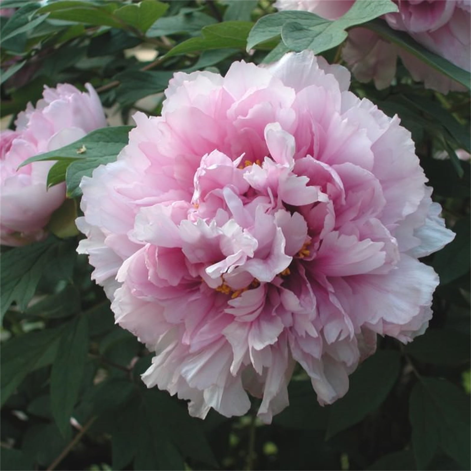 Peony Bulbs, Fresh Cut Flowers. Long Growth Cycle, LongLasting Choice
