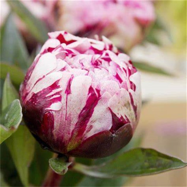 Peony Bulbs, Fresh Cut Flowers. Long Growth Cycle, LongLasting Choice