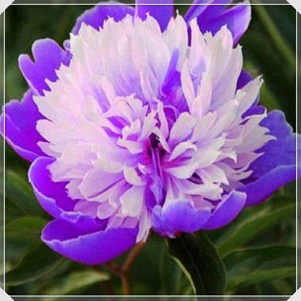 Peony Bulbs, Fresh Cut Flowers.Making Them A Versatile,LongLasting