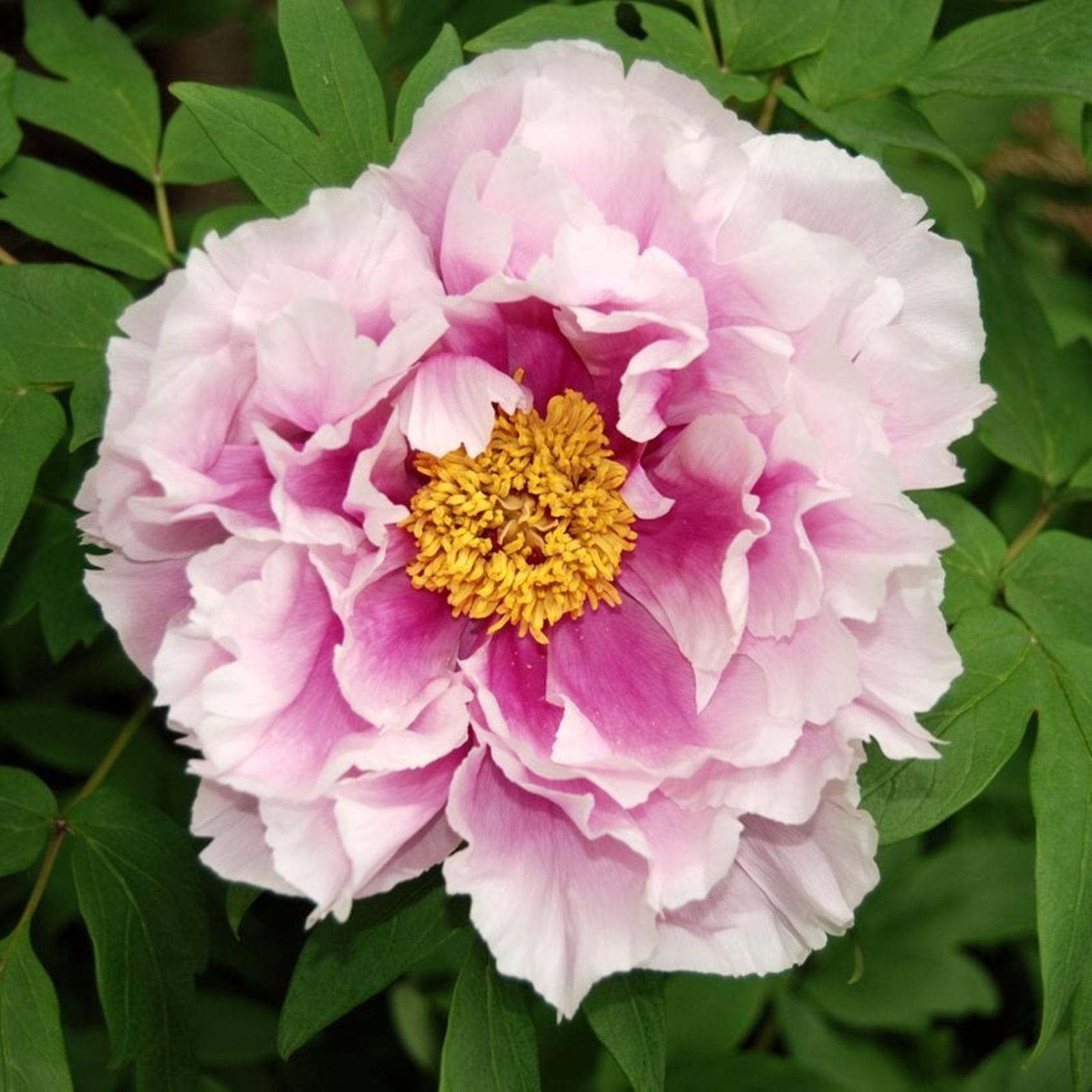 Peony Bulbs, Garden, Peony Tubers, Peony Plant, Adapt To