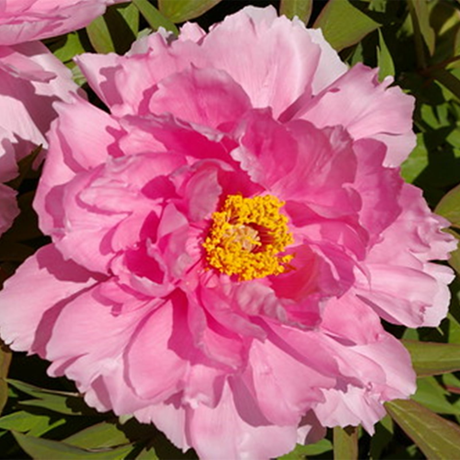 Peony Bulbs, Garden, Peony Tubers, Peony Plant, Adapt To