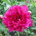 Peony Bulbs, Garden, Peony Tubers, Peony Plant, Adapt To