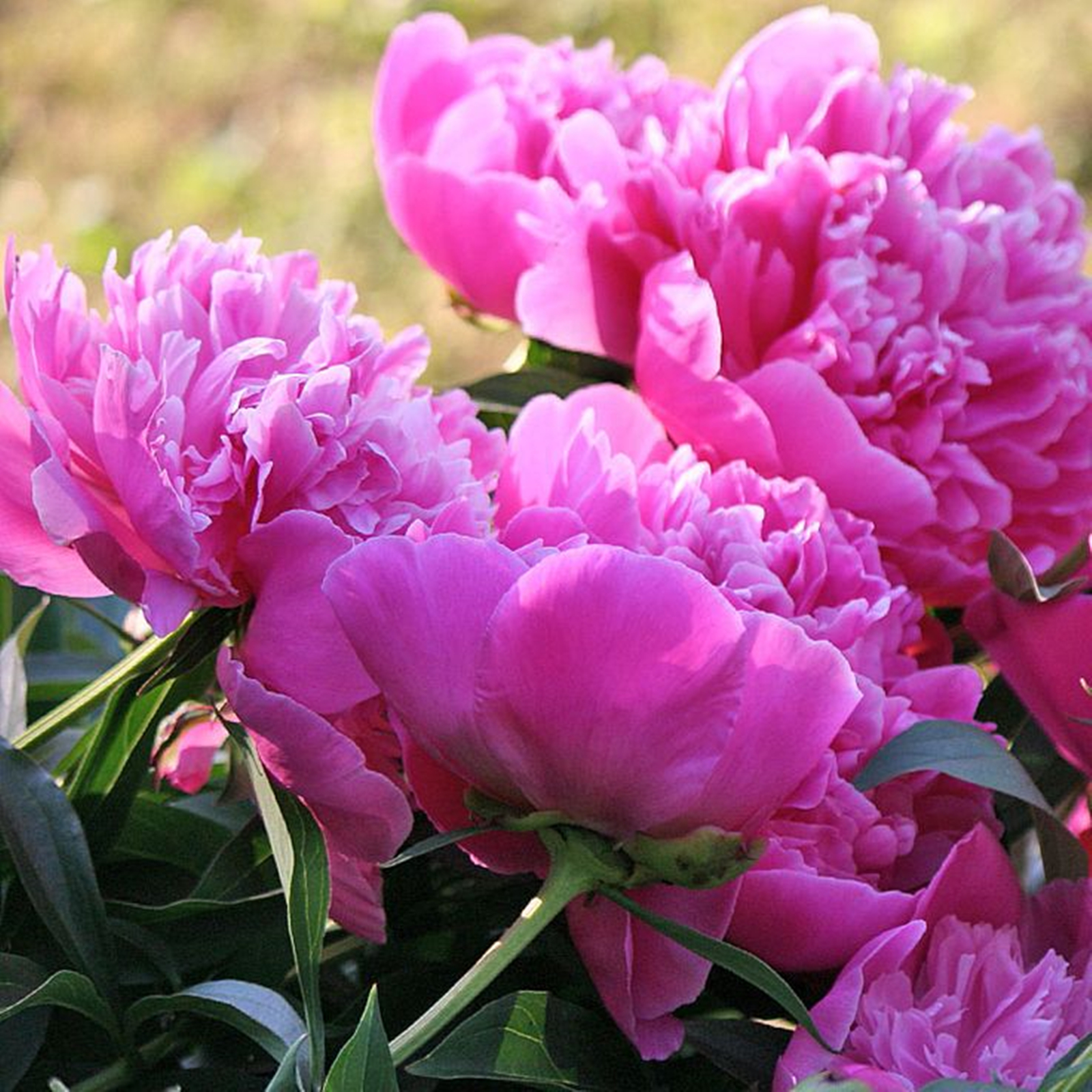 Peony Bulbs, Garden, Peony Tubers, Peony Plant, Adapt To