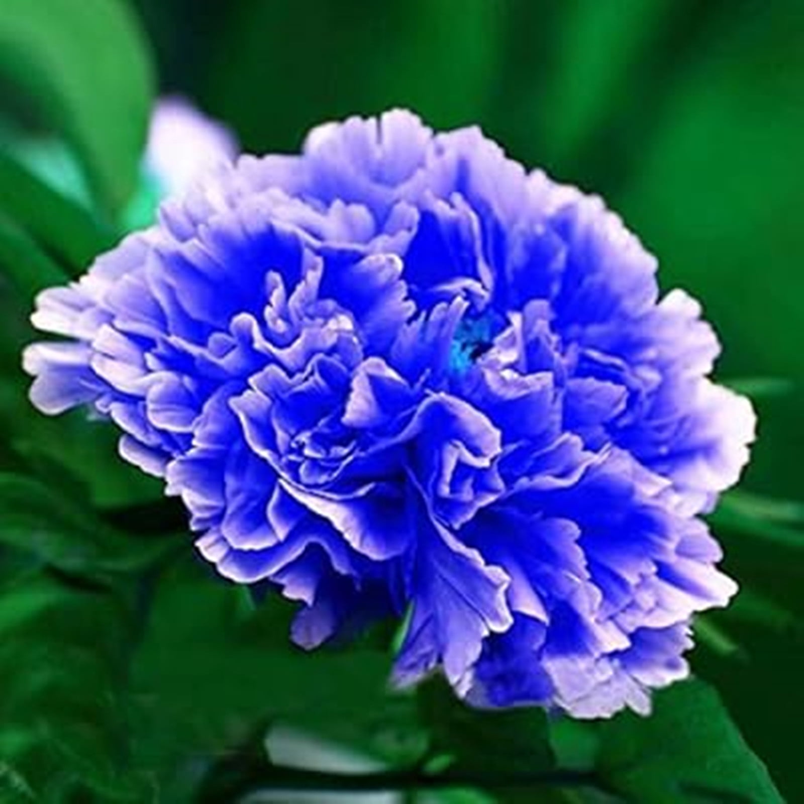 Peony Bulbs,Ground Cover, Balcony, Peony Flowers,Peony Tree Plants