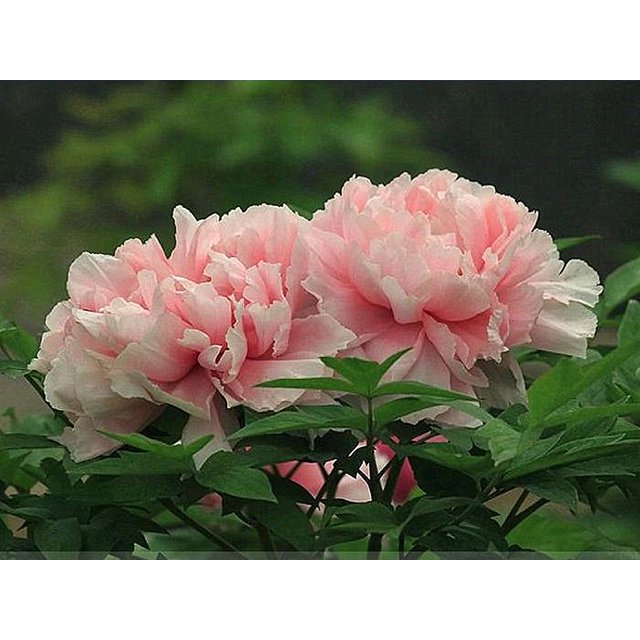 Peony Bulbs,Ground Cover, Balcony, Peony Flowers,Peony Tree Plants