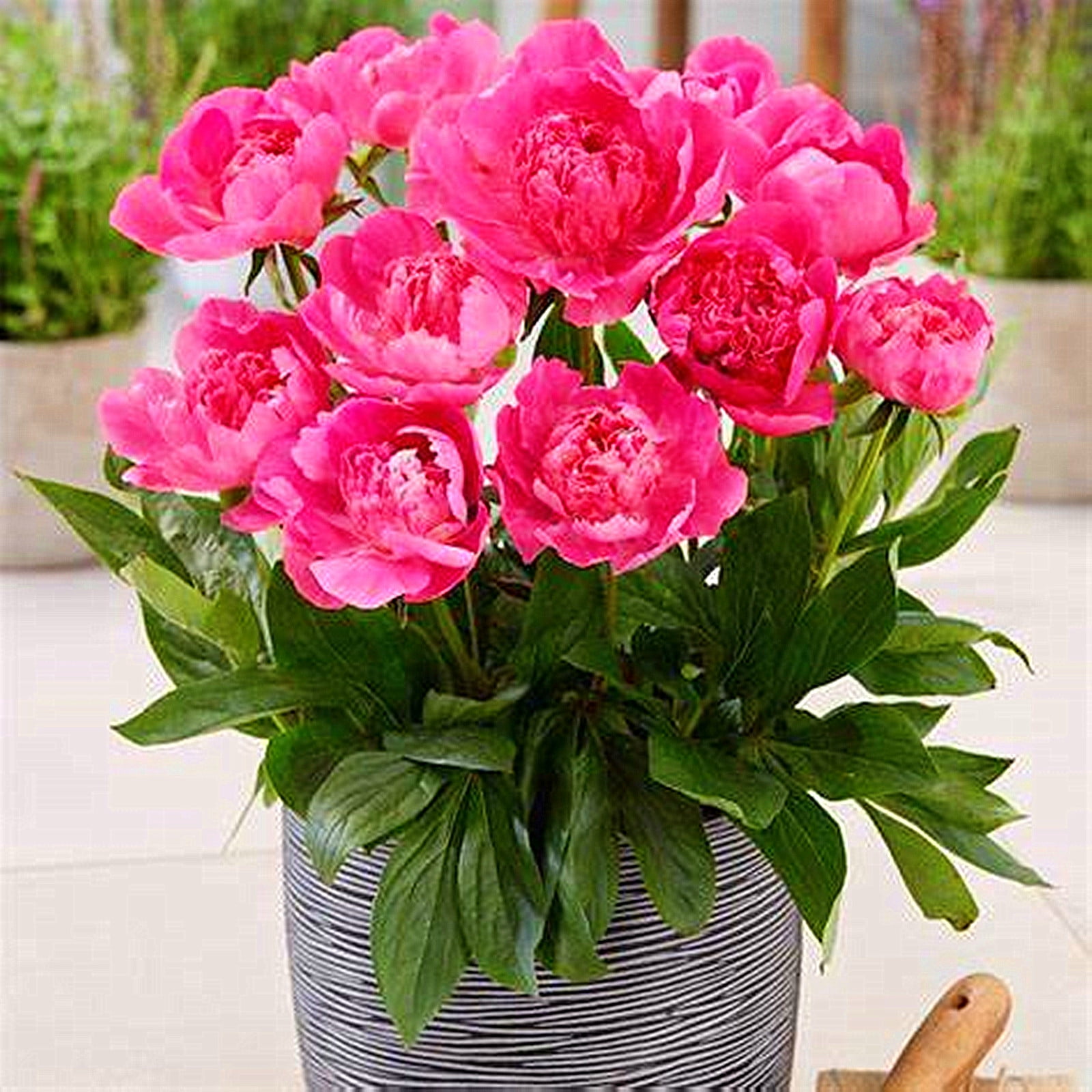 Peony Bulbs,Ground Cover, Balcony, Peony Flowers,Peony Tree Plants，Large Outdoor Plants,Potted