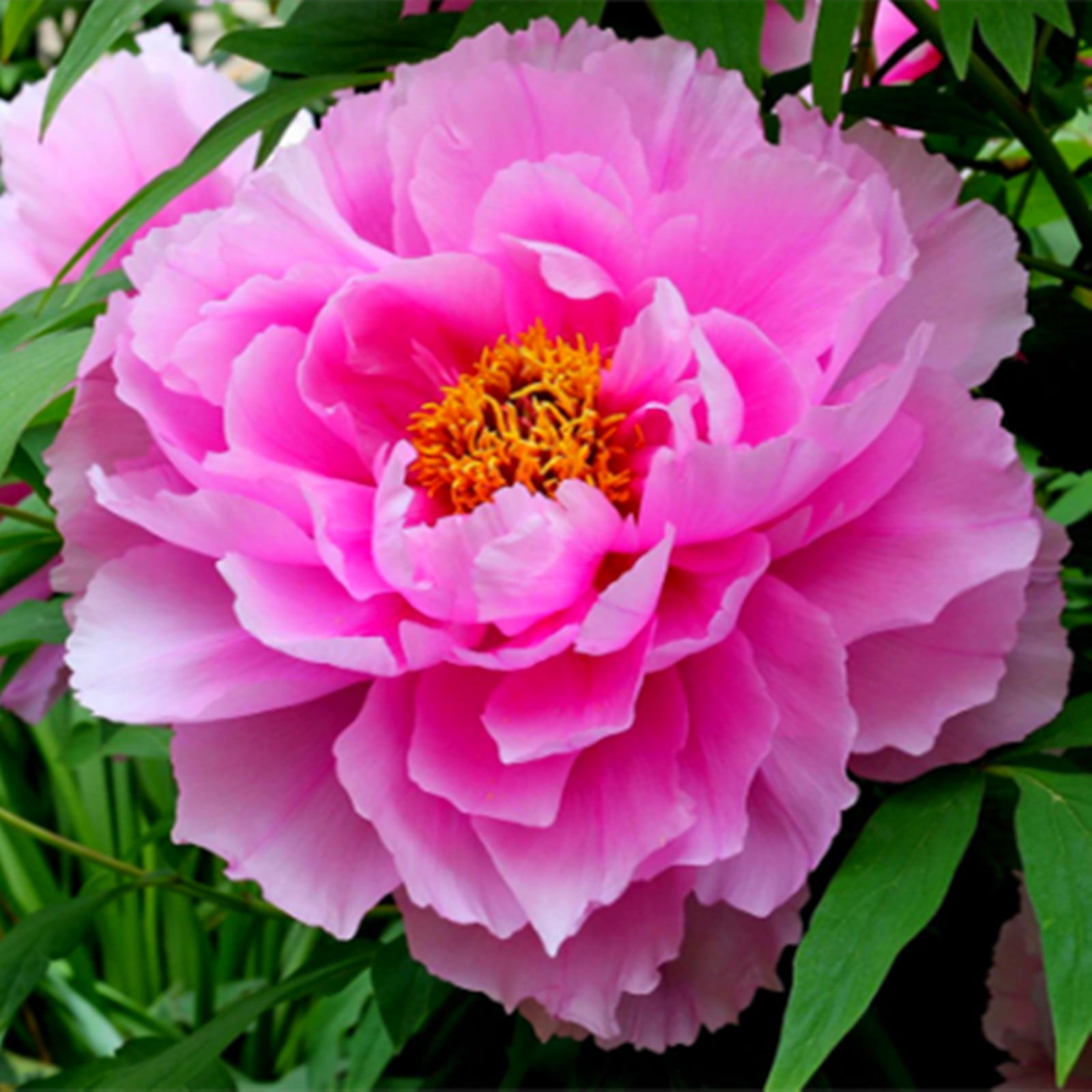 Peony Bulbs,Ground Cover, Balcony, Peony Flowers,Peony Tree Plants，Potted Plant, Large Outdoor