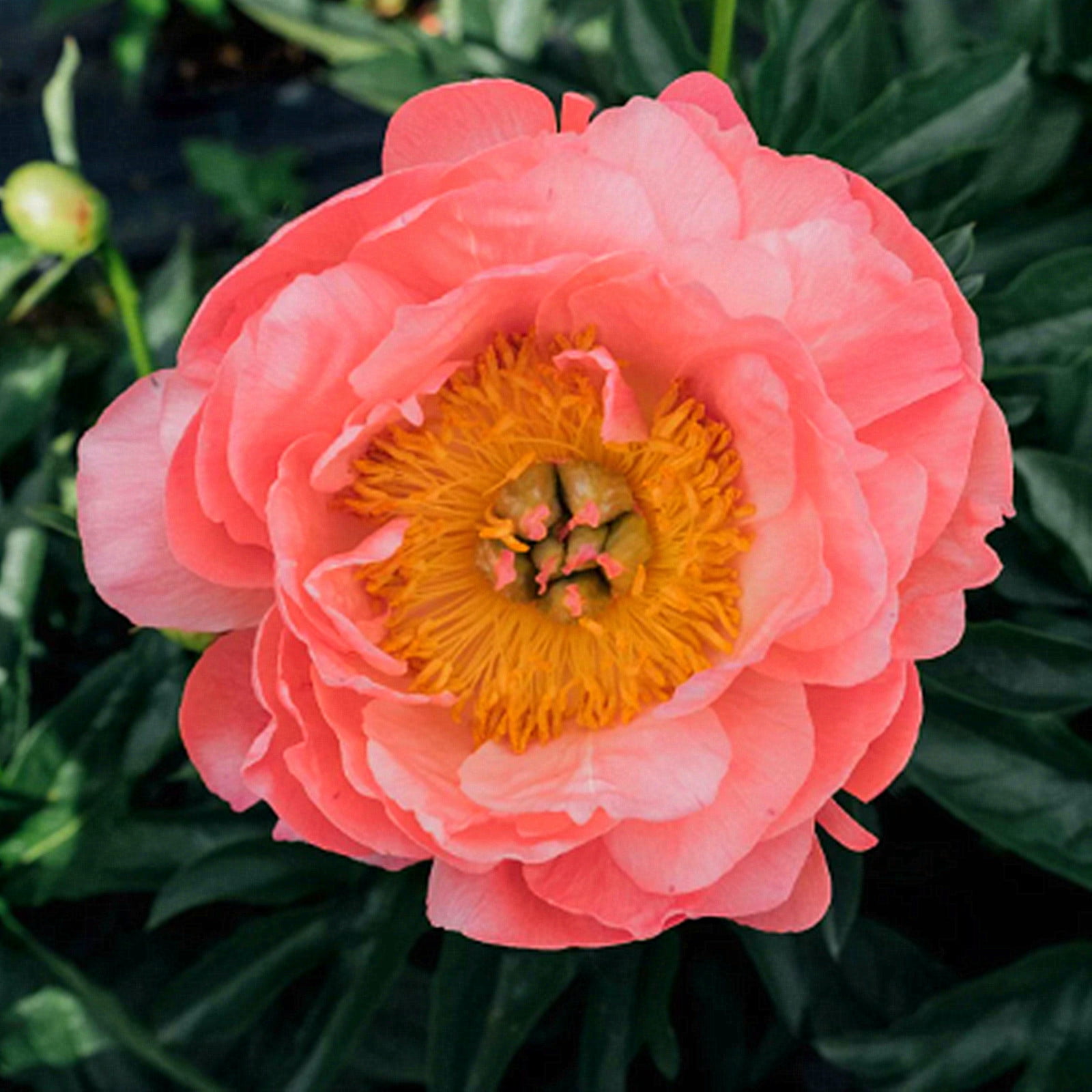 Peony Bulbs,Ground Cover, Balcony, Peony Flowers,Peony Tree Plants，Potted Plant, Large Outdoor