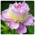 Peony Bulbs,Ground Cover, Balcony, Potted Plant, Peony Flowers,Peony Tree Plants，Large Outdoor