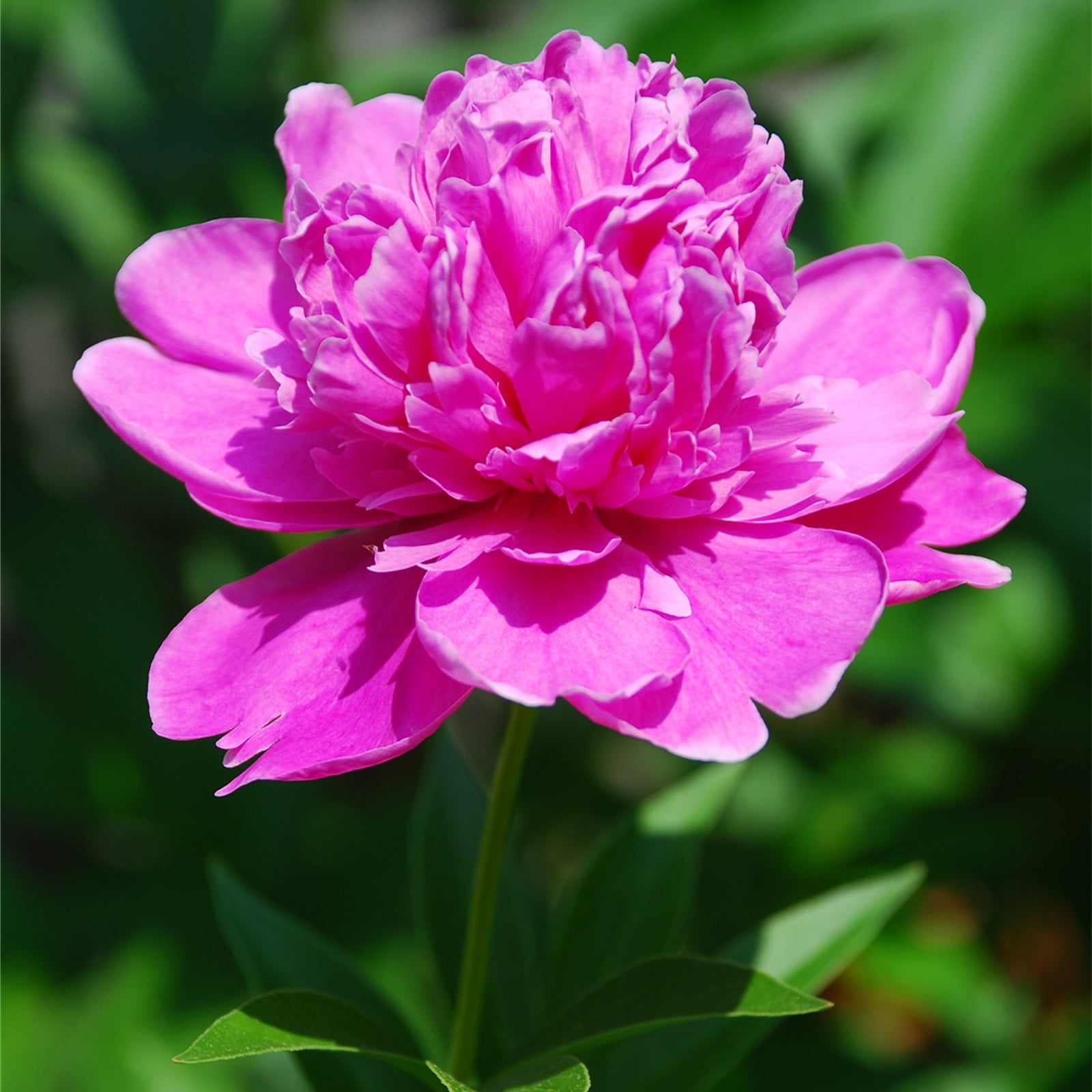 Peony Bulbs,Ground Cover, Balcony, Potted Plant, Peony Flowers,Peony