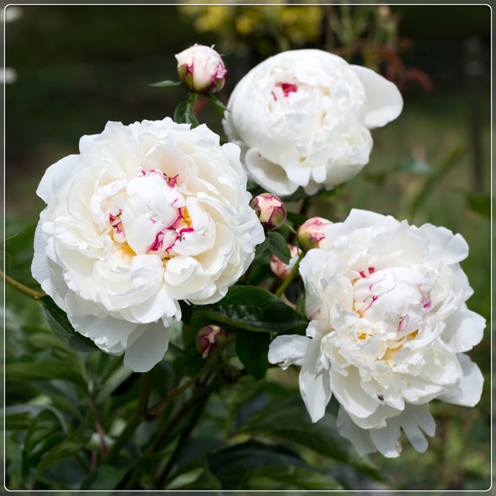 Peony Bulbs,Ground Cover, Large Outdoor Plants,Balcony, Peony Flowers,Peony Tree Plants，Potted