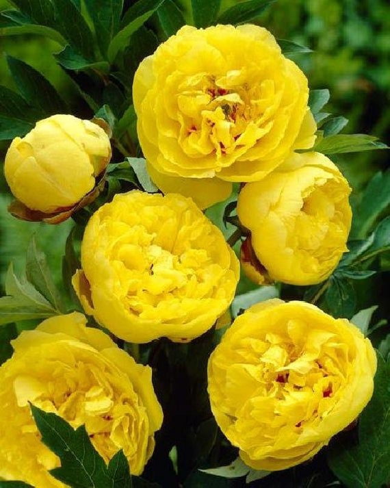 Peony Bulbs,Ground Cover, Large Outdoor Plants,Balcony, Peony Flowers