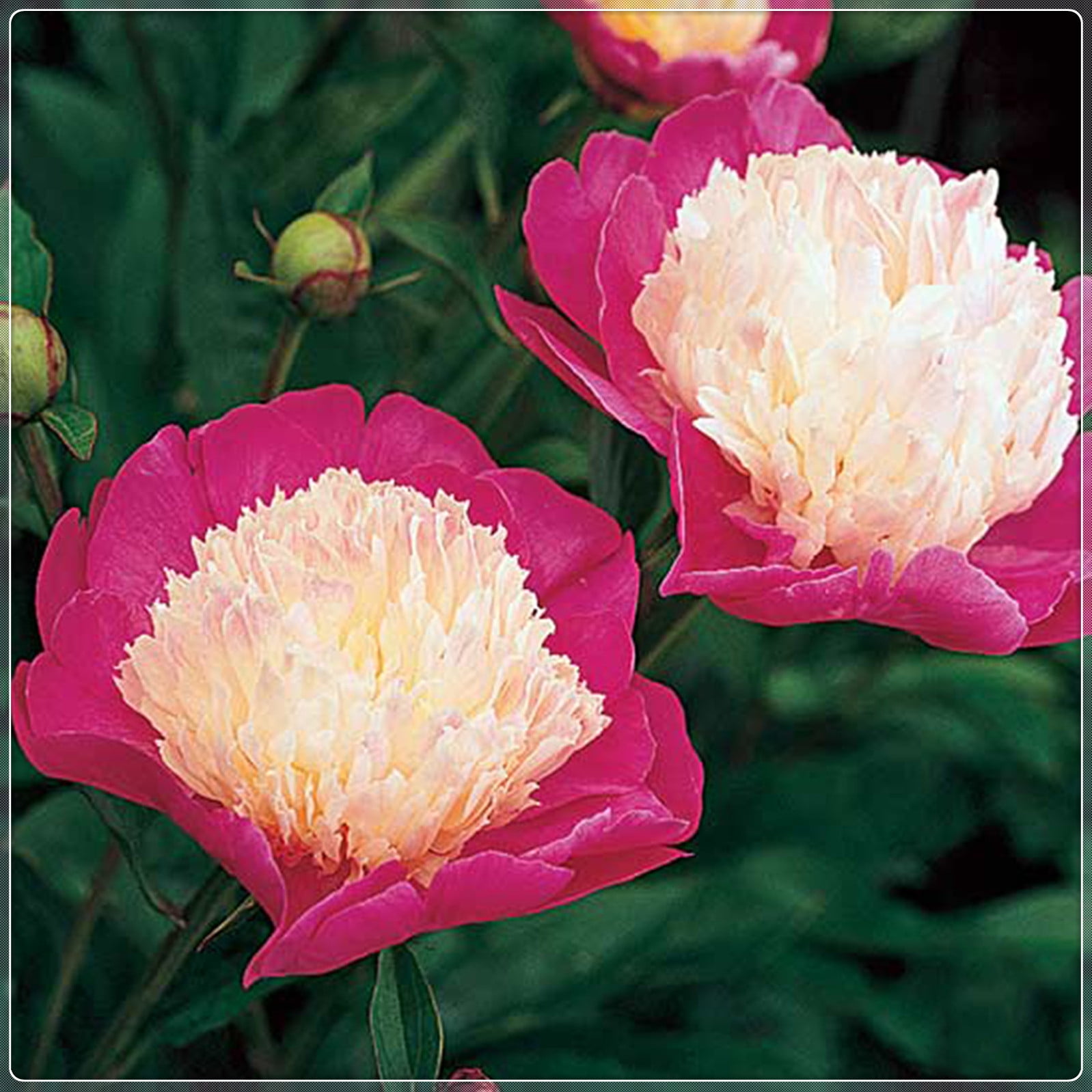 Peony Bulbs,Ground Cover, Large Outdoor Plants,Peony Tree Plants，Balcony, Peony Flowers,Potted