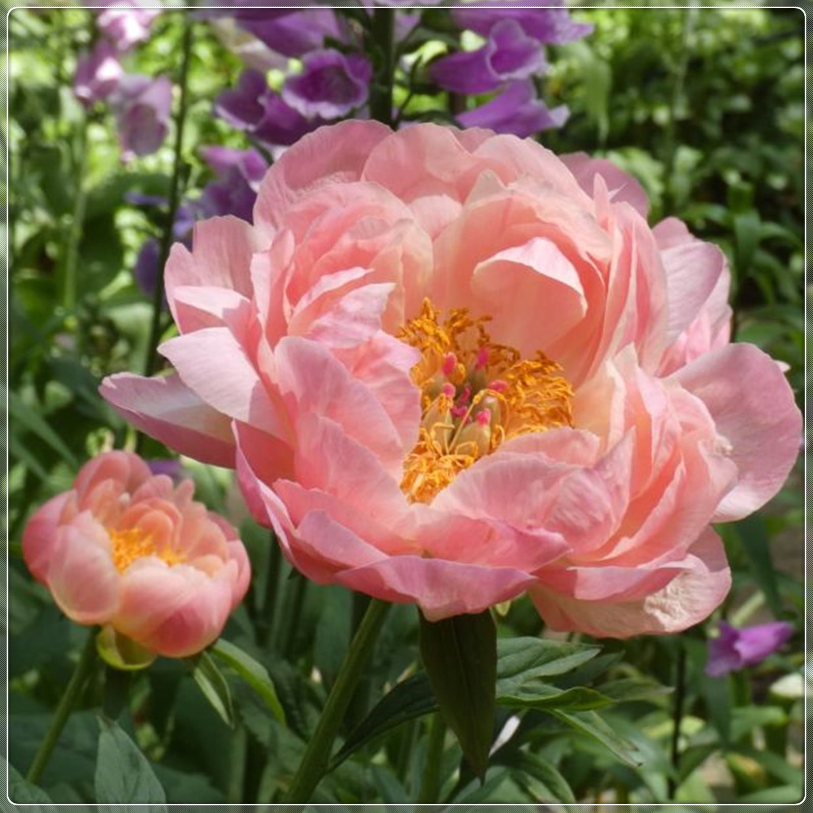 Peony Bulbs,Ground Cover, Large Outdoor Plants,Peony Tree Plants，Balcony, Peony Flowers,Potted