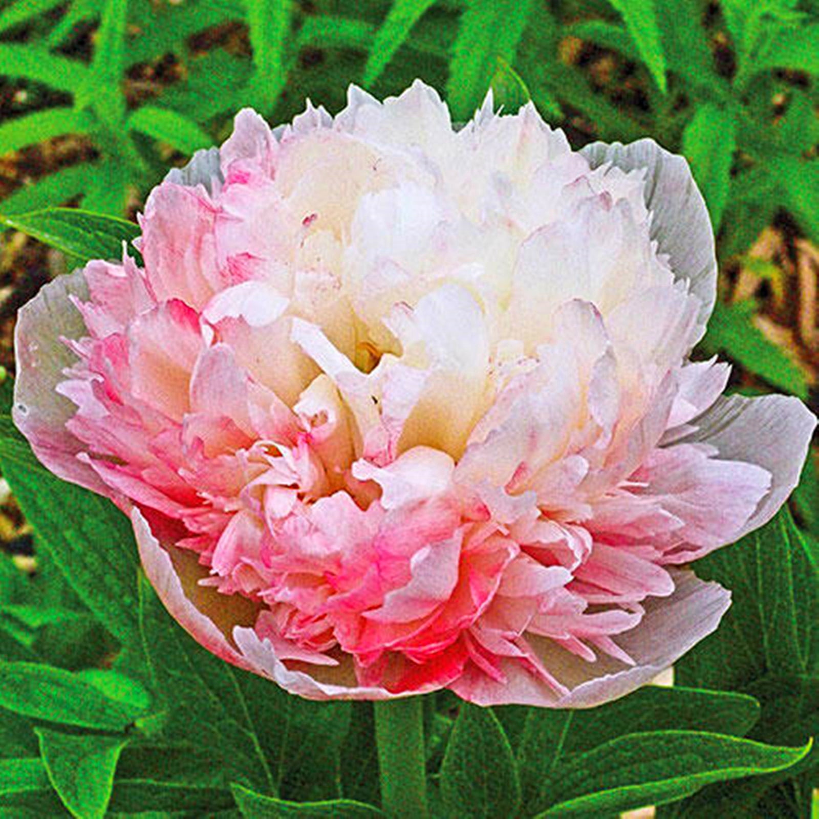 Peony Bulbs,Ground Cover, Potted Plant,Large Outdoor Plants,Balcony