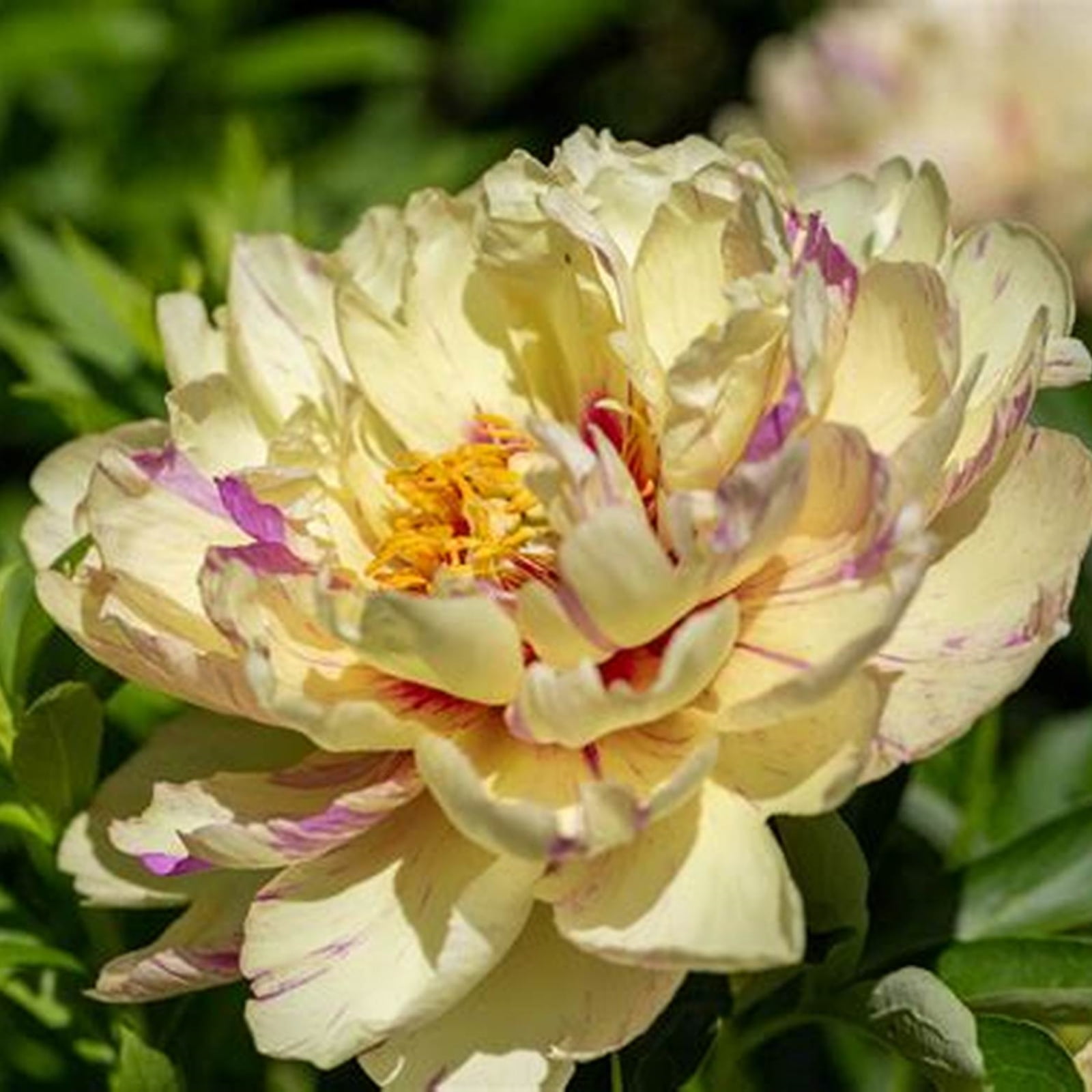 Peony Bulbs Peony Has A Light And Delicate Fragrance Peony Attracts
