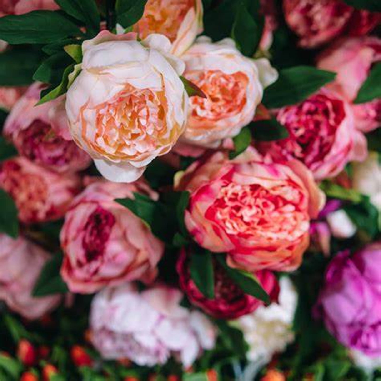 Peony Bulbs, LongLasting Choice For Landscaping. Beautiful Fresh Cut