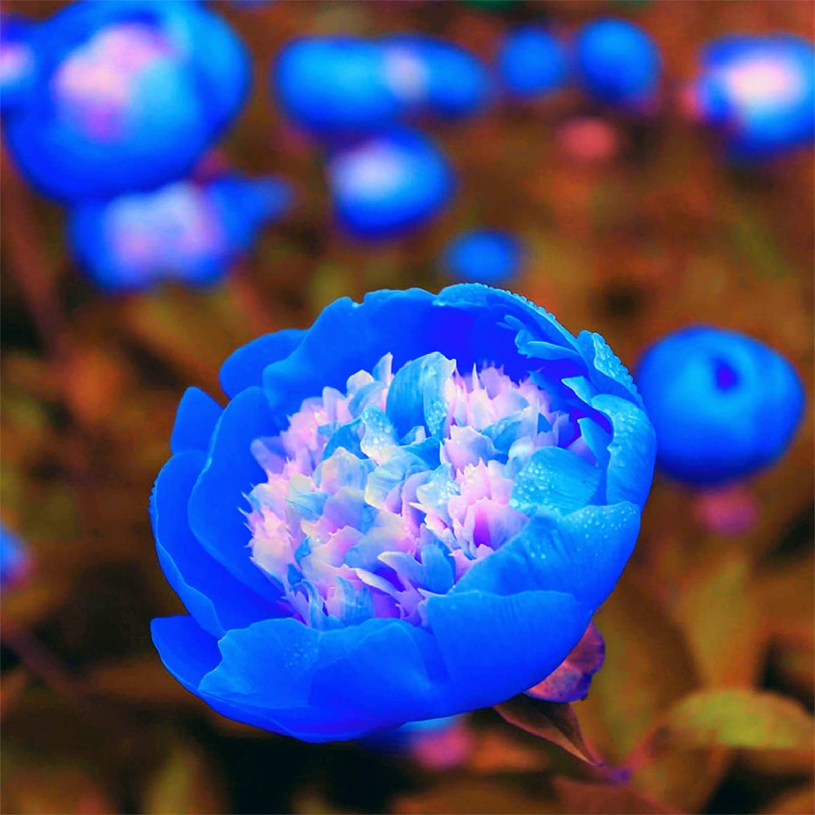 Peony Bulbs, LongLasting Choice For Landscaping. Peony Plants