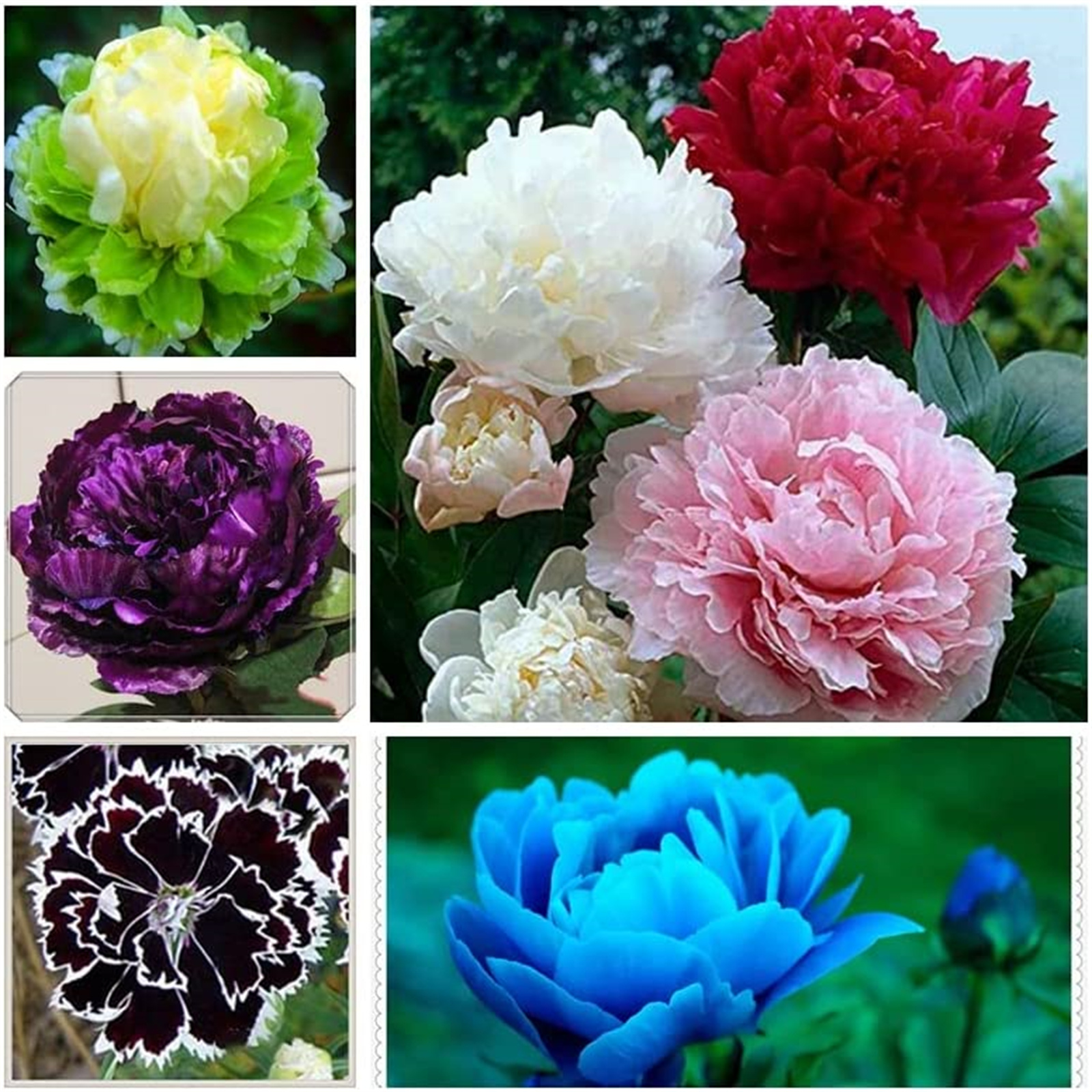 Peony Bulbs, LongLasting Choice For Landscaping. Peony Plants