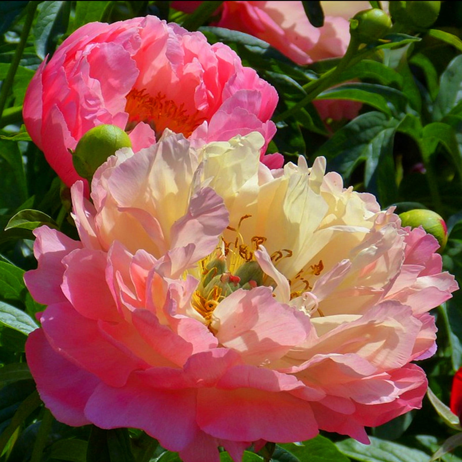 Peony Bulbs, LongLasting Choice For Landscaping. Peony Tubers,Peony