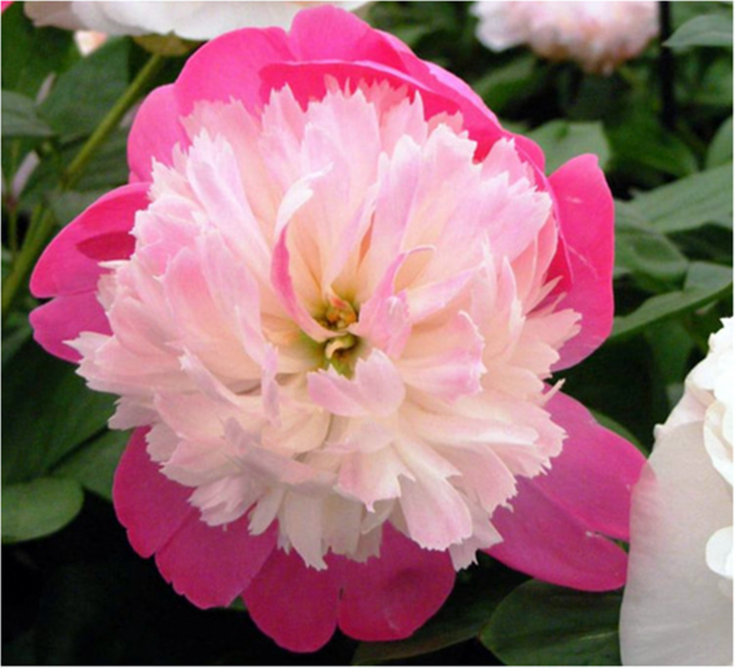 Peony Bulbs, LongLasting Choice For Landscaping. Peony Tubers,Peony