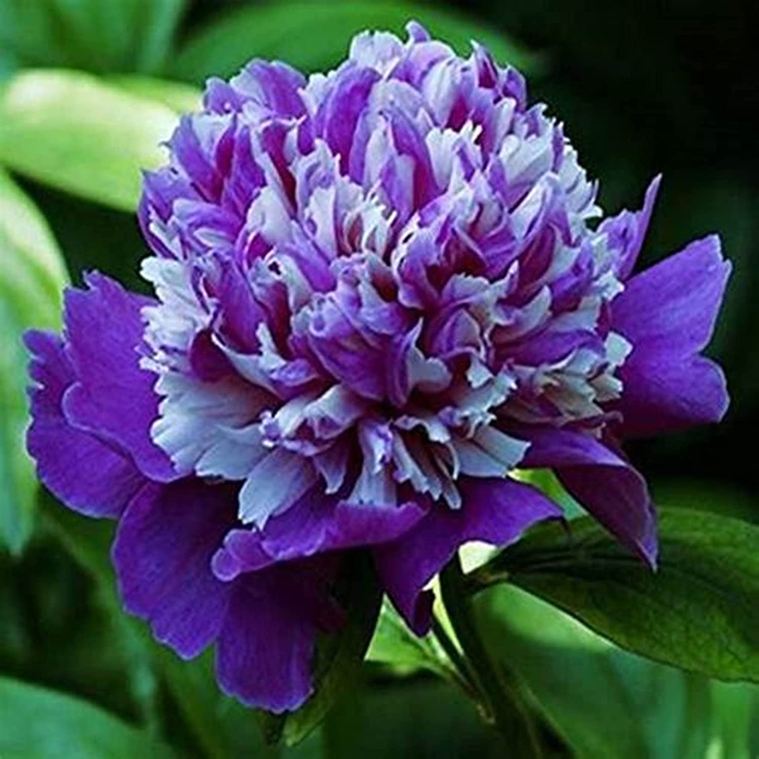 Peony Bulbs, LongLasting Choice For Landscaping. Peony Tubers,Peony