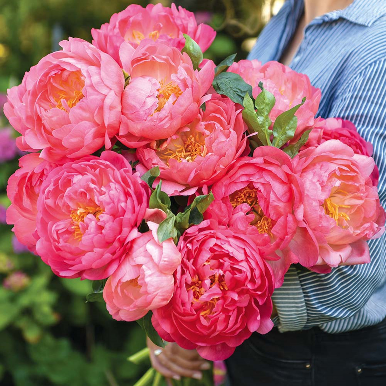 Peony Bulbs, LongLasting Choice For Landscaping. Peony Tubers,Peony