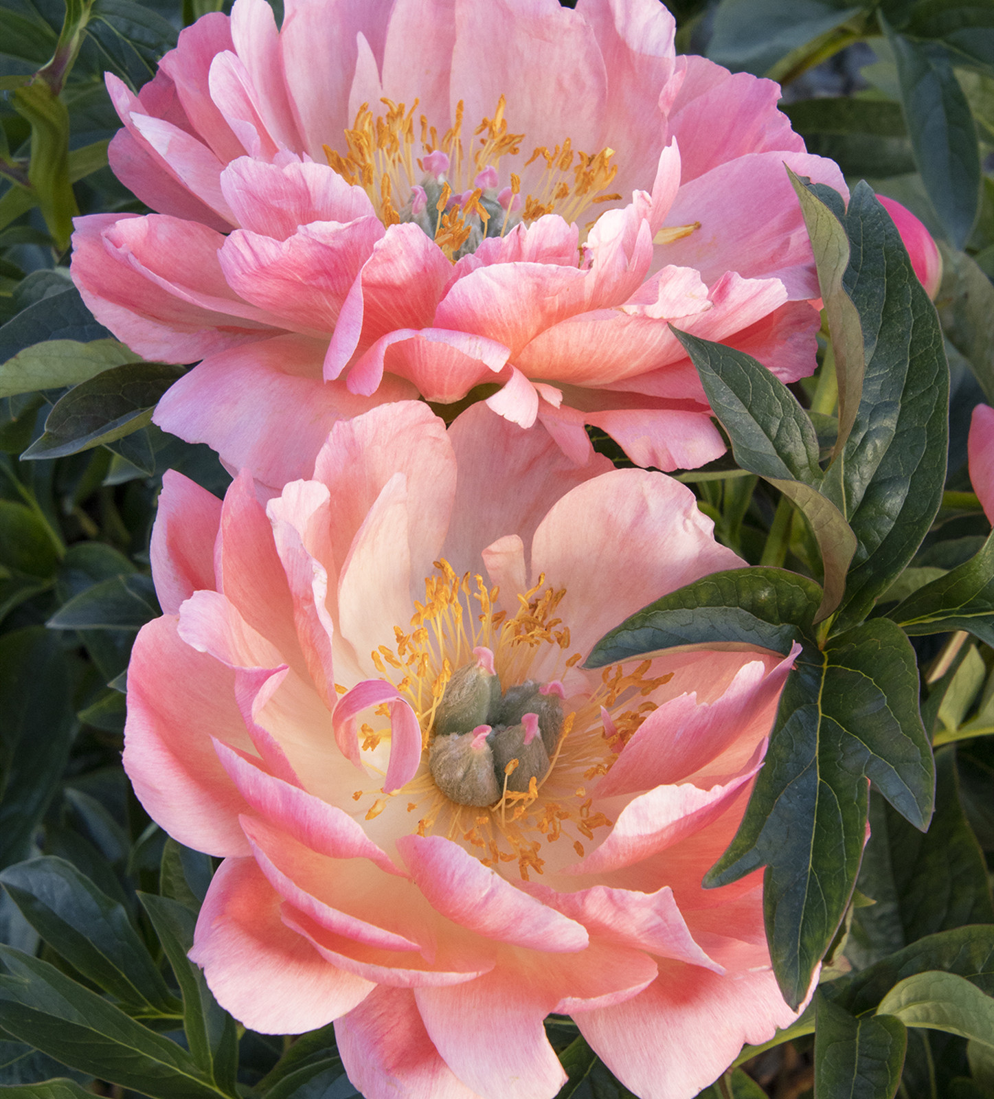 Peony Bulbs, LongLasting Choice For Landscaping. Peony Tubers,Peony
