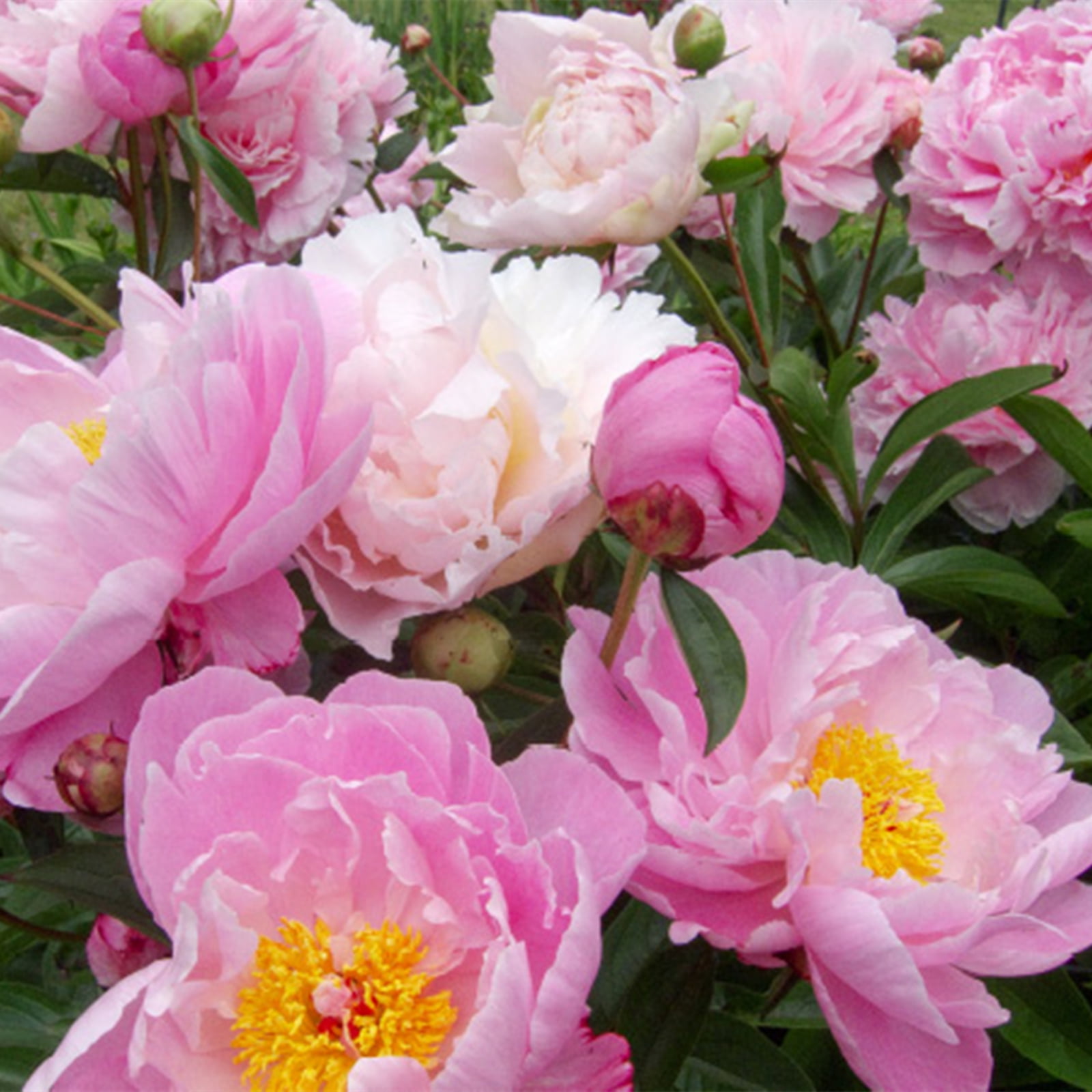 Peony Bulbs, Making Them A Versatile, LongLasting Choice For