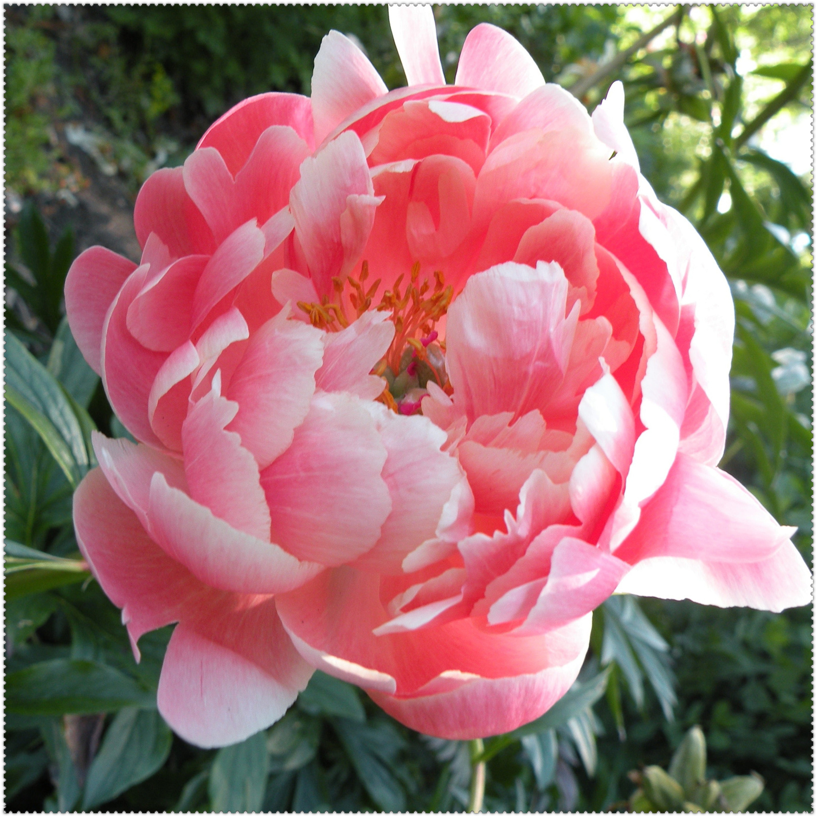 Peony Bulbs, Making Them A Versatile, Peony Plant, Peony Flowers, Adapt