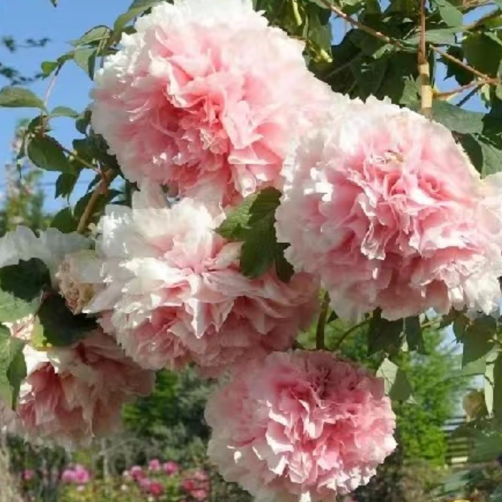 Peony Bulbs Peony Bulbs Bulk Peony Bulbs For Sale Peony Plants For