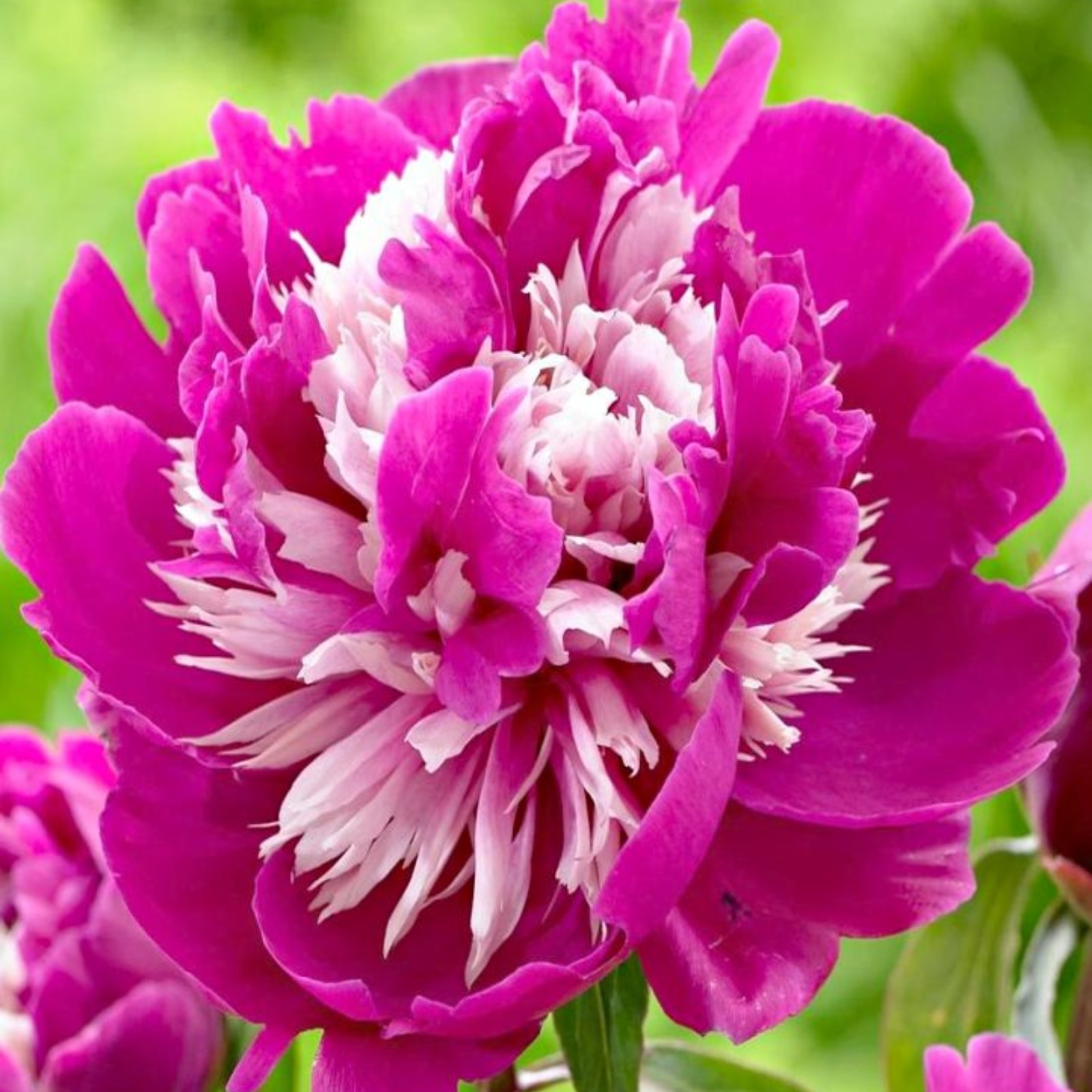 Peony Bulbs Peony Bulbs Bulk Peony Bulbs For Sale Peony Plants For