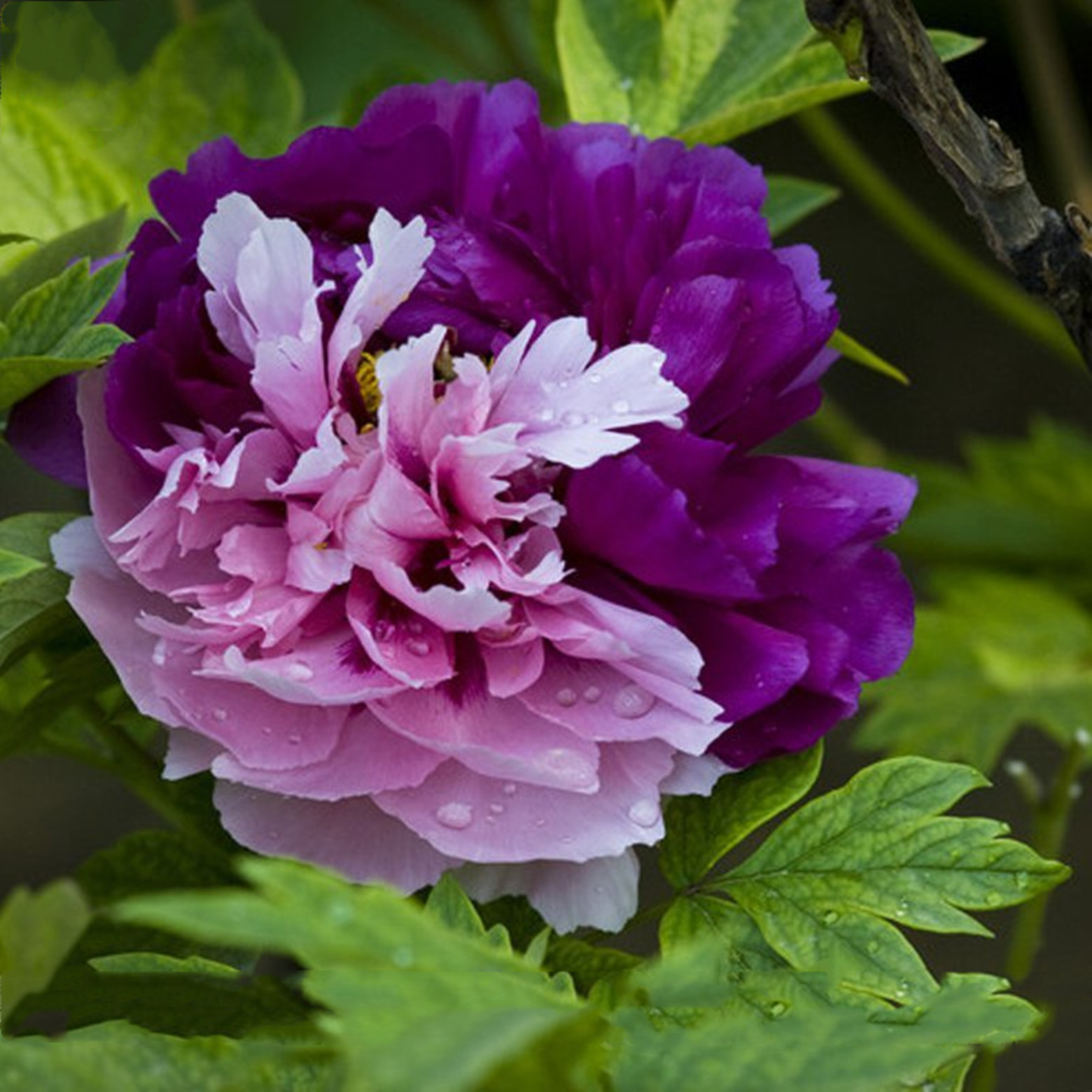 Peony Bulbs，Peony Bulbs For Planting Now，Peony Plant，Peony Flowers