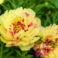 Peony BulbsPeony Bulbs For Sale Peony Bulbs For Planting Garden Ready