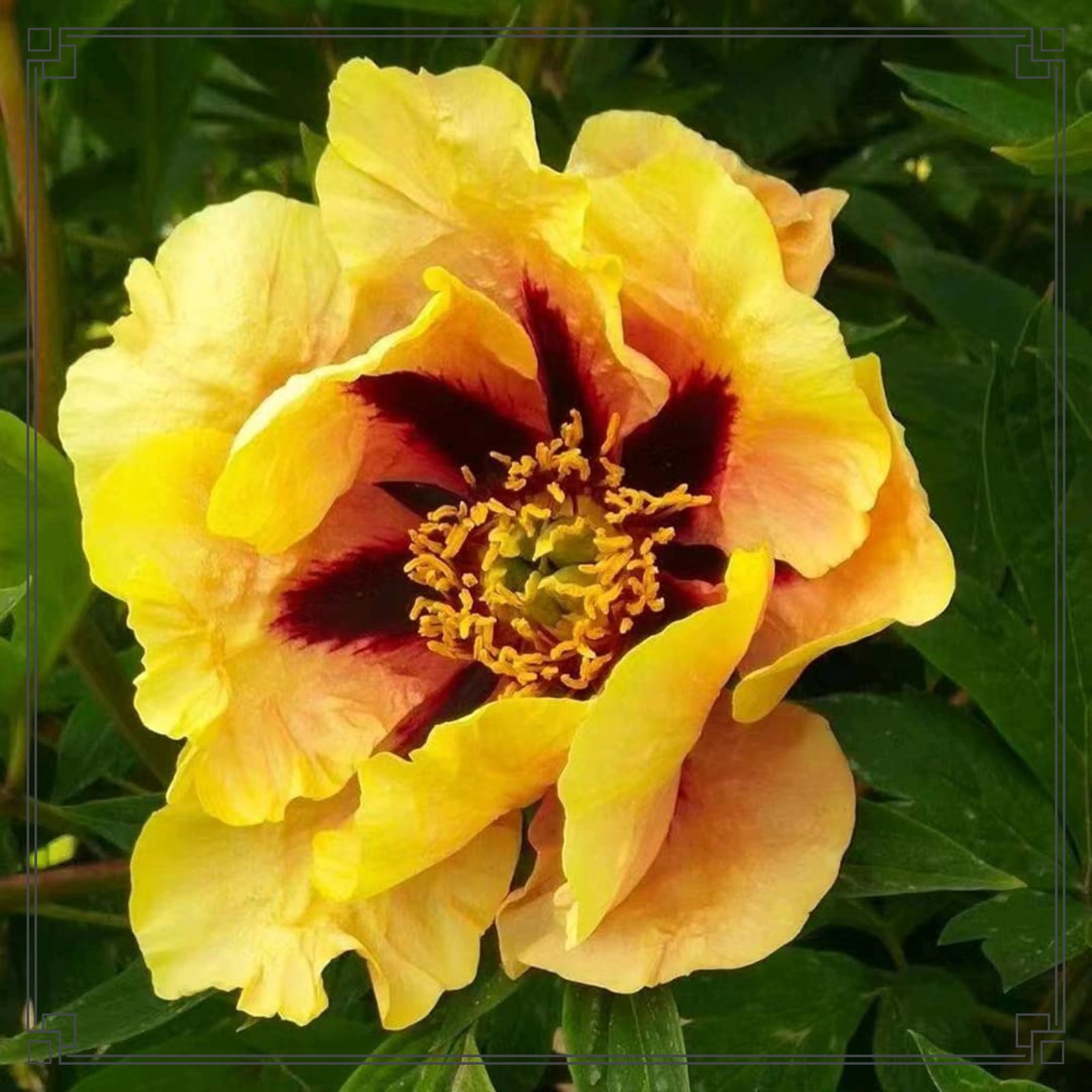Peony Bulbs Peony Bulbs For Sale Peony Bulbs For Planting Peony Plants