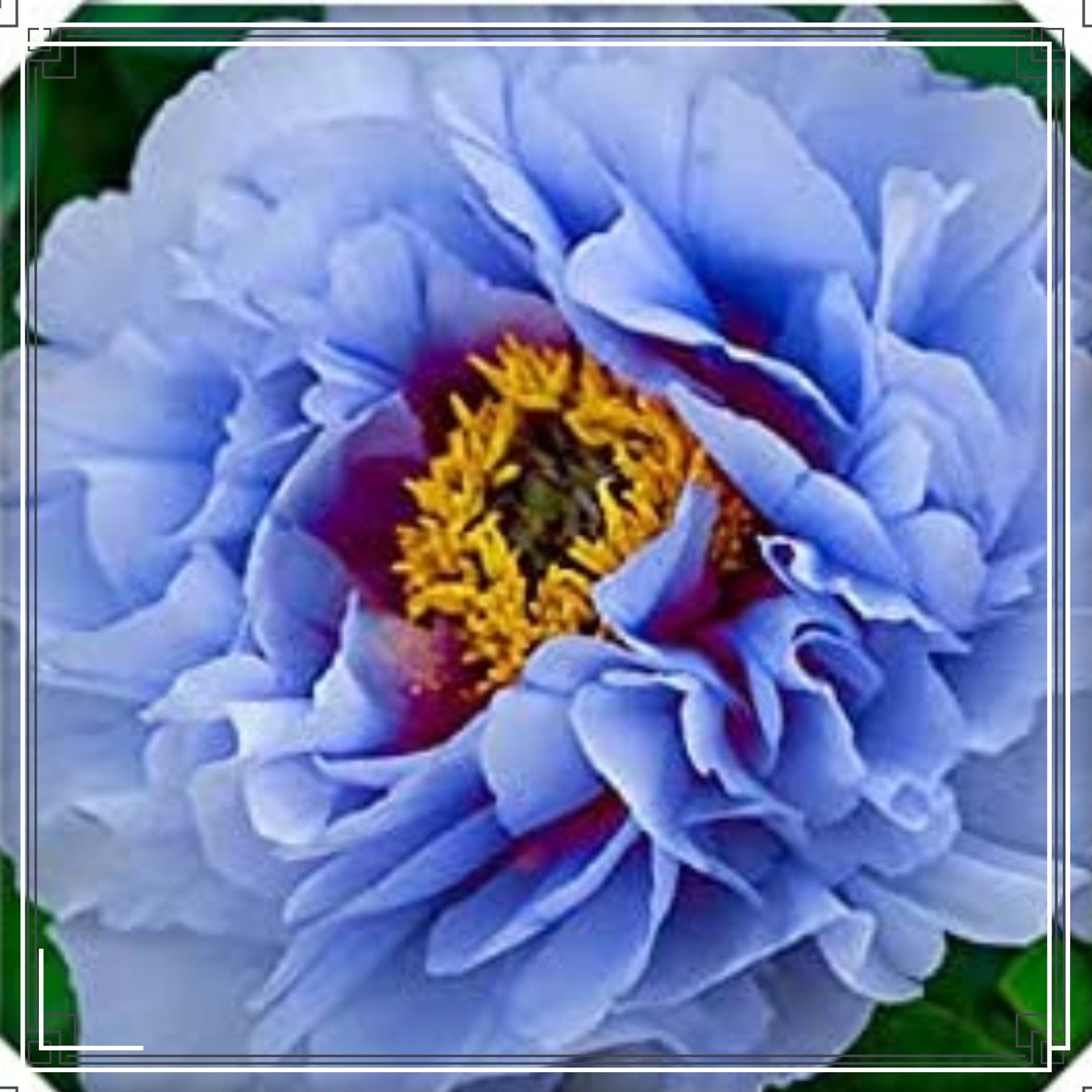 Peony Bulbs Peony Bulbs For Sale Peony Bulbs For Planting Peony Plants