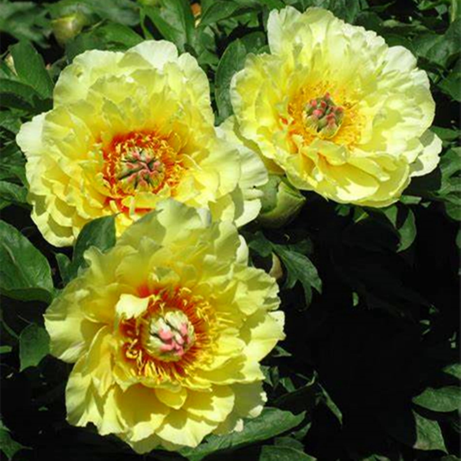 Peony Bulbs, Peony Bulbs, Ornamental, Potted, Peony Tubers，Balcony