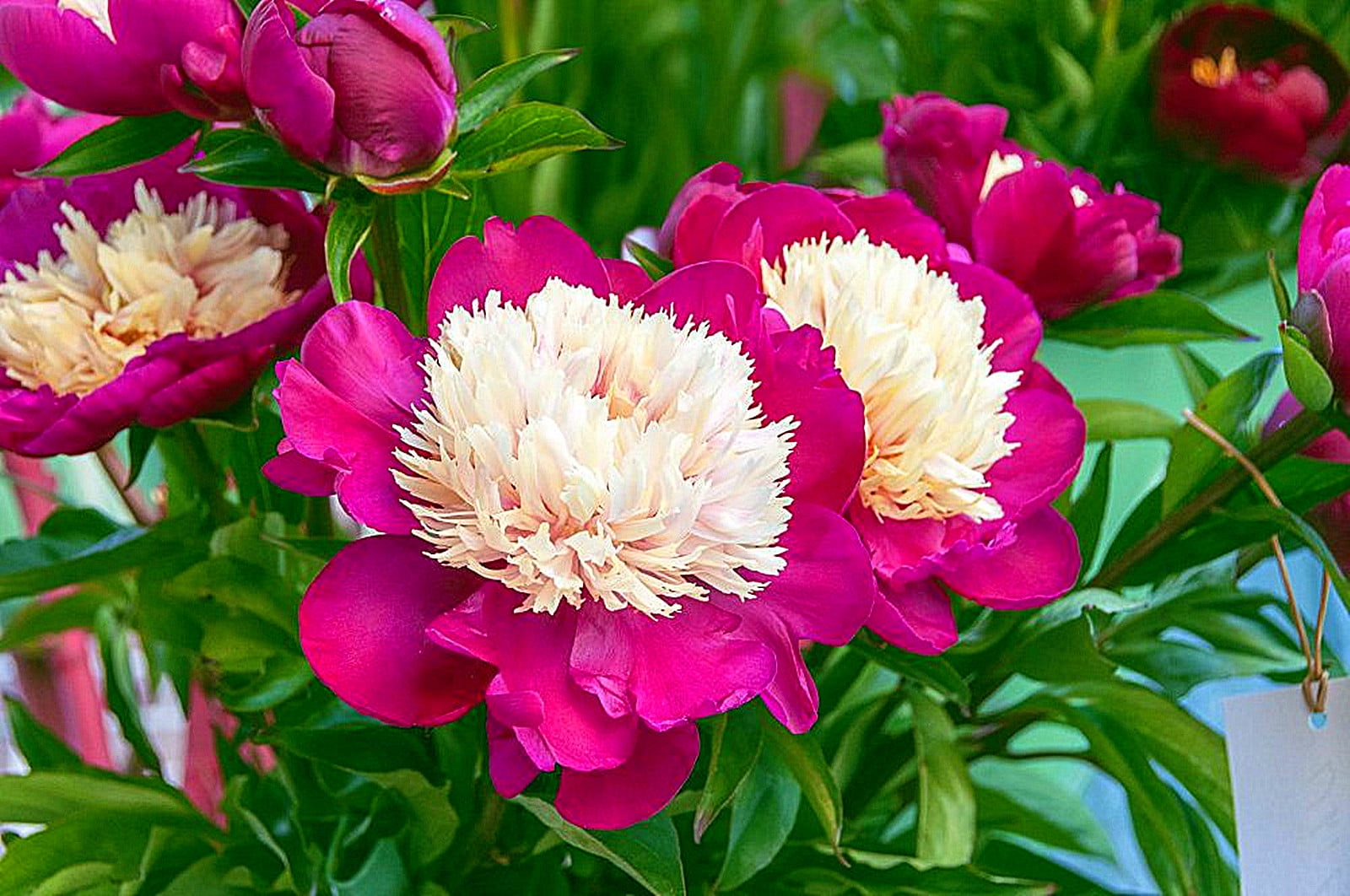 Peony Bulbs, Peony Bulbs, Perennials, Ornamental,DecorationPeony Plant