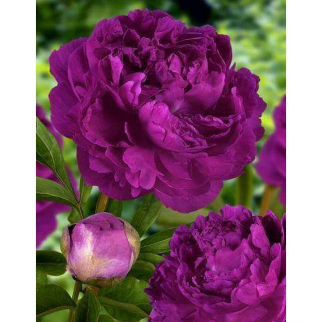 Peony Bulbs, Peony Bulbs, Perennials, Ornamental,Potted Plant, Four