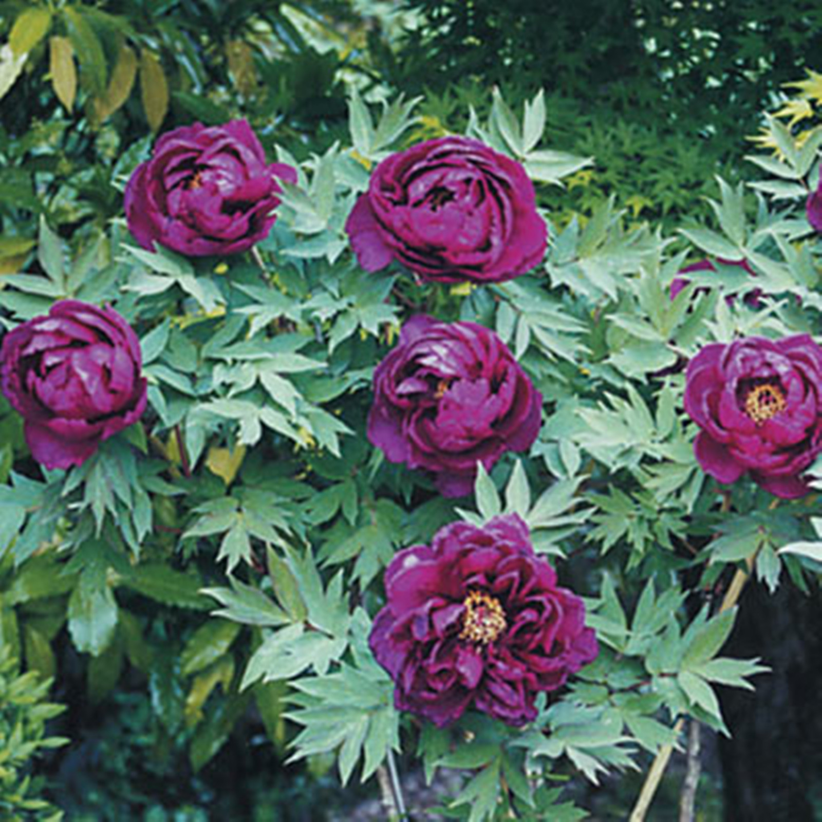 Peony Bulbs, Peony Bulbs, Perennials, Ornamental,Potted Plant, Four