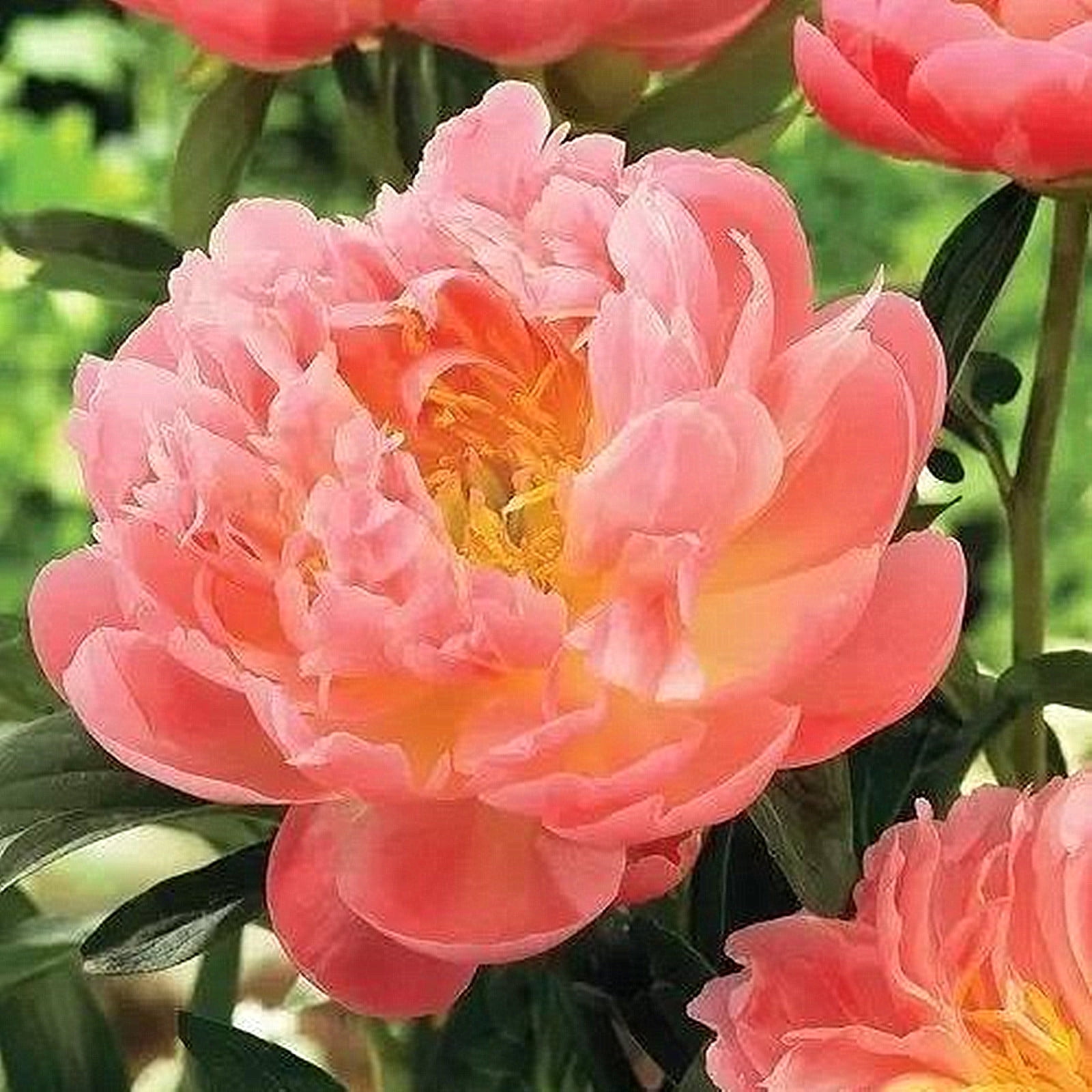 Peony Bulbs, Peony Bulbs,Potted Plant, Perennials, DecorationPeony