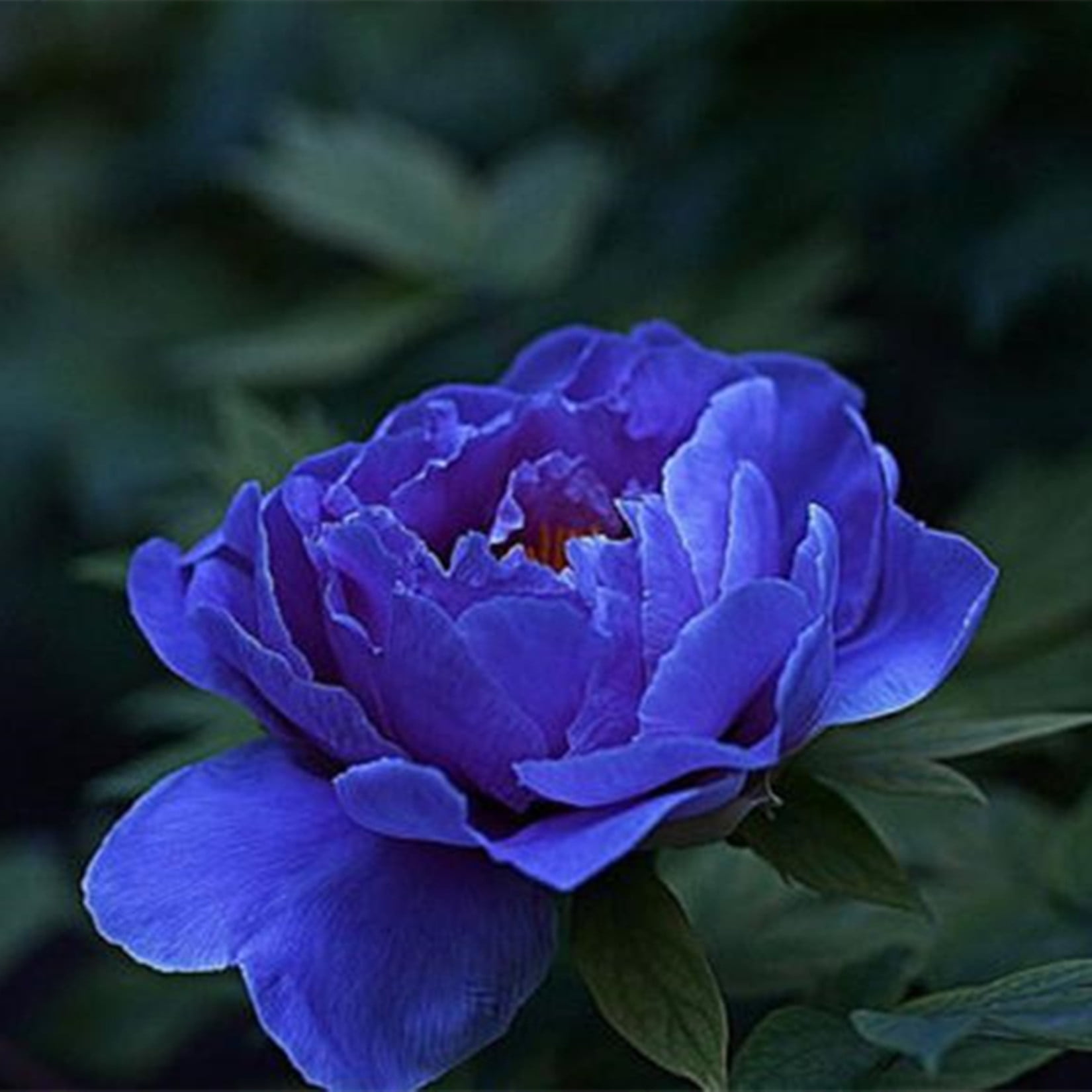 Peony Bulbs，Peony Plant，Peony Plants Garden Ready，Peony Plants Bare