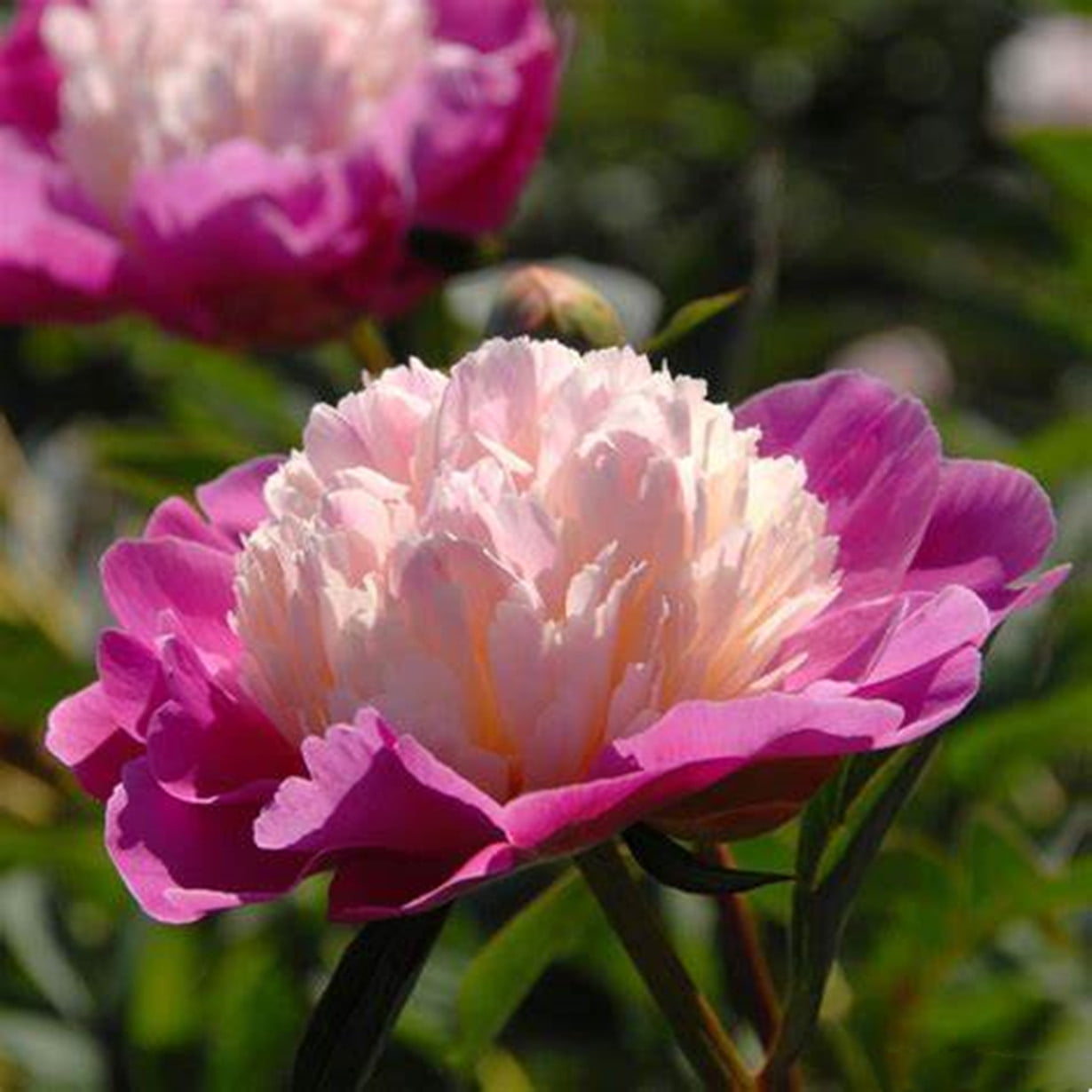 Peony Bulbs，Peony Plant，Peony Plants Garden Ready，Peony Plants Bare