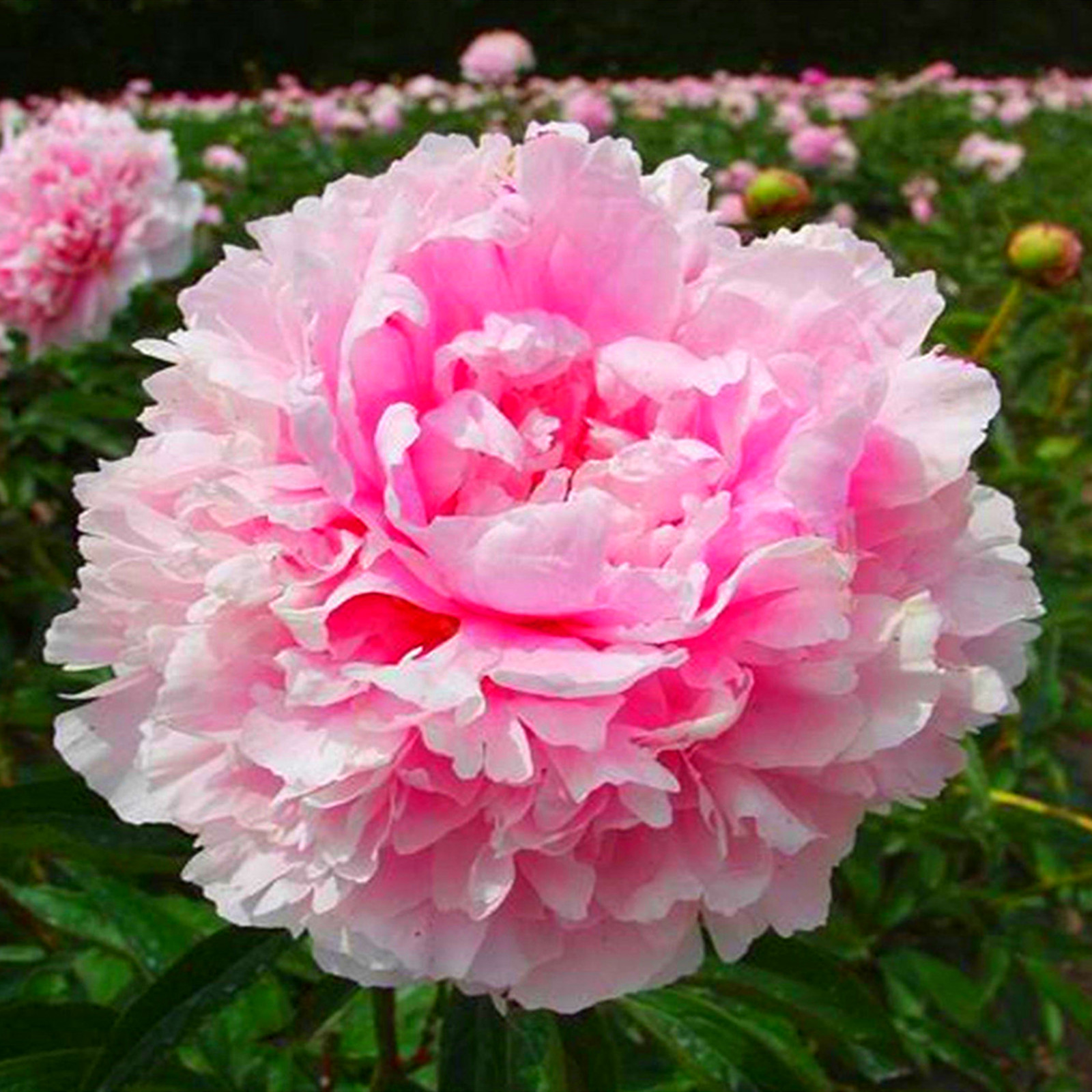 Peony Bulbs, Peony Plants ,Beautiful Fresh Cut Flowers. Garden