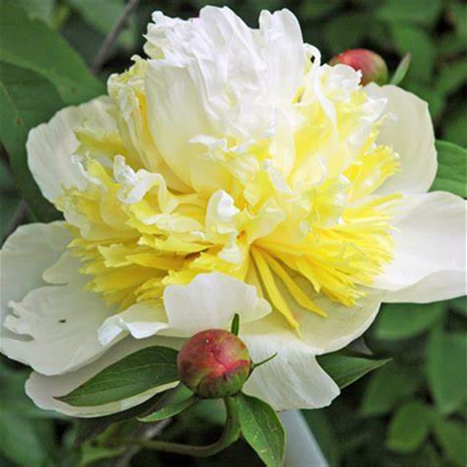Peony Bulbs, Peony Plants ,Beautiful Fresh Cut Flowers. Garden